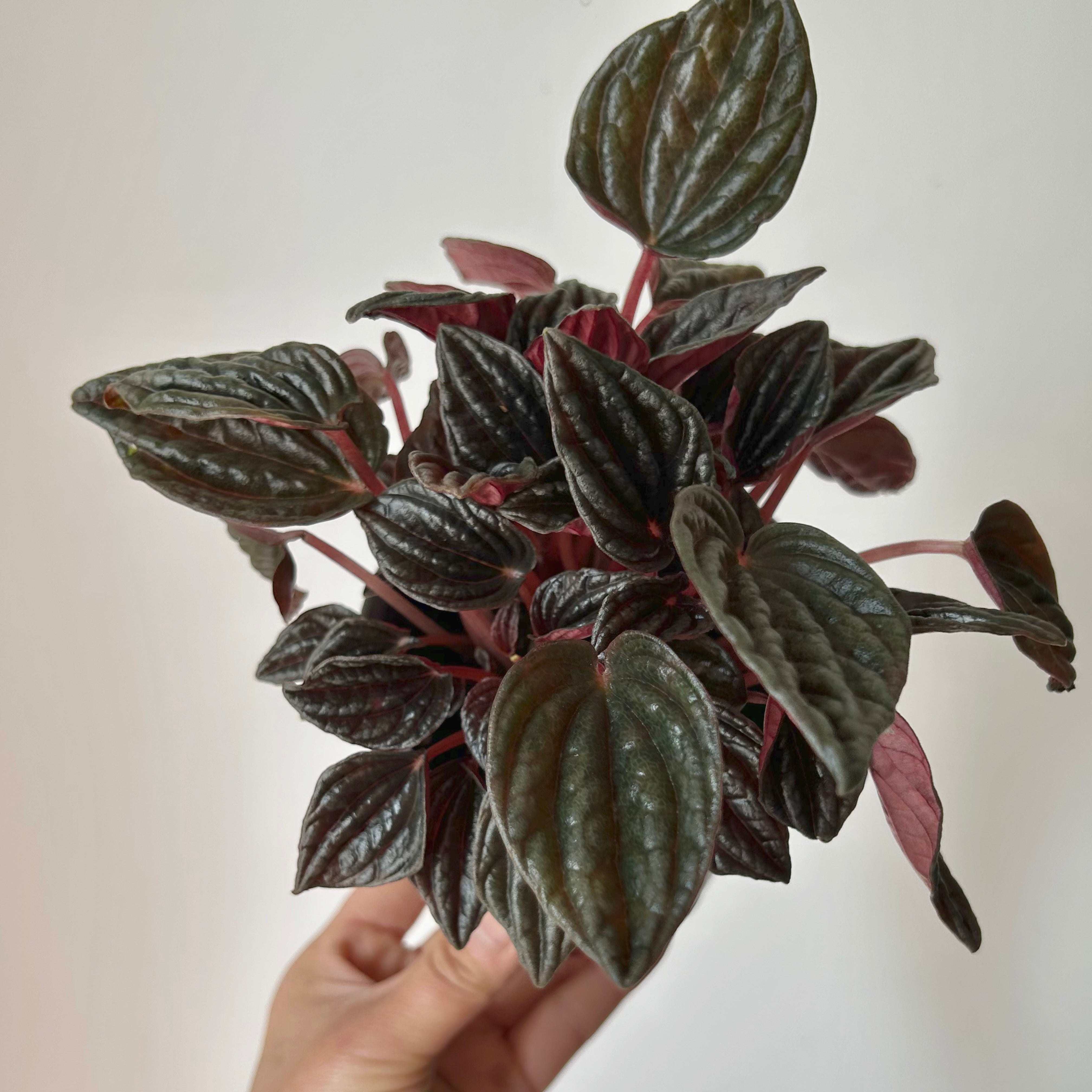 Peperomia caperata “Amazonas” 4”pot
