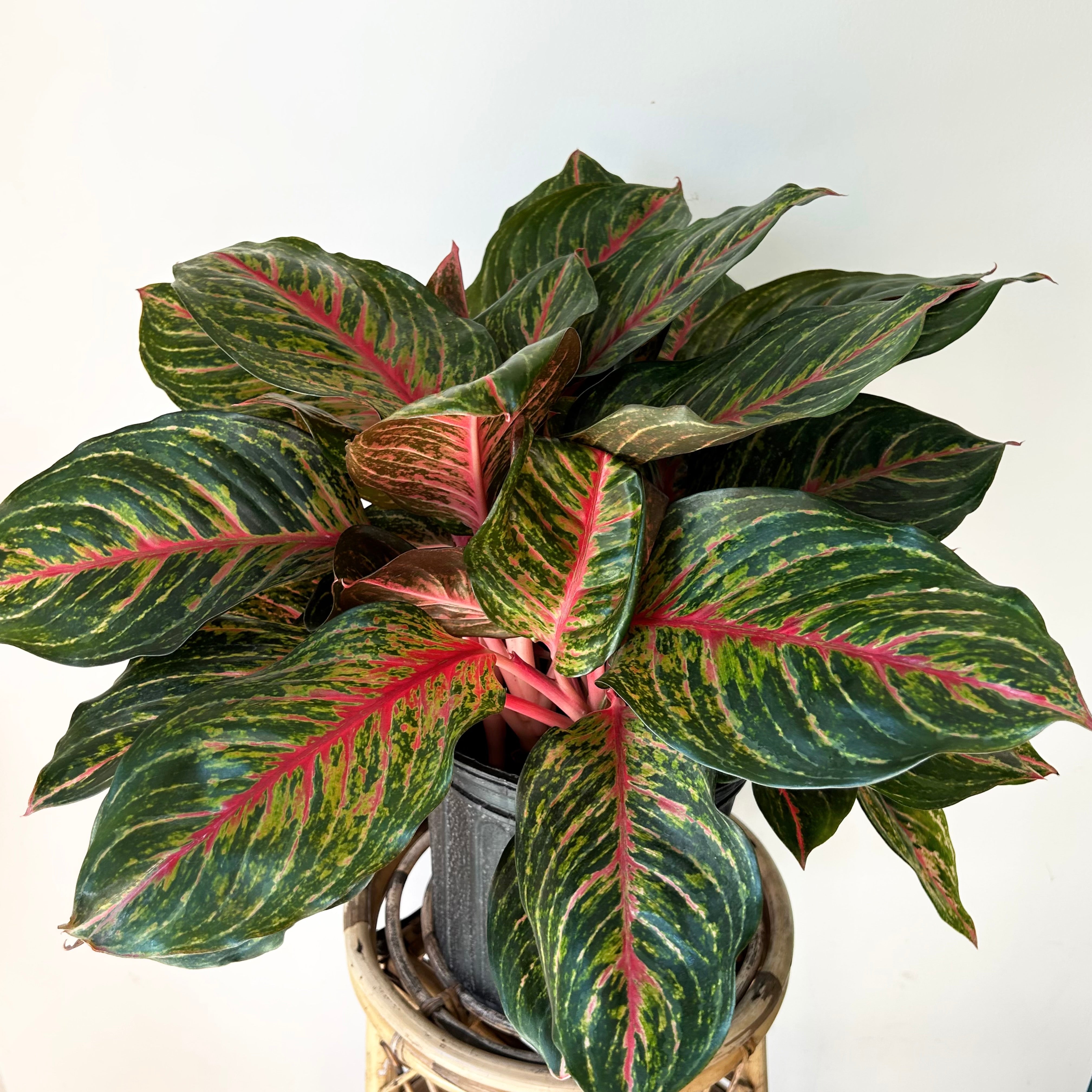 Aglaonema “Garnet Coltrane” approximately 8"  pot