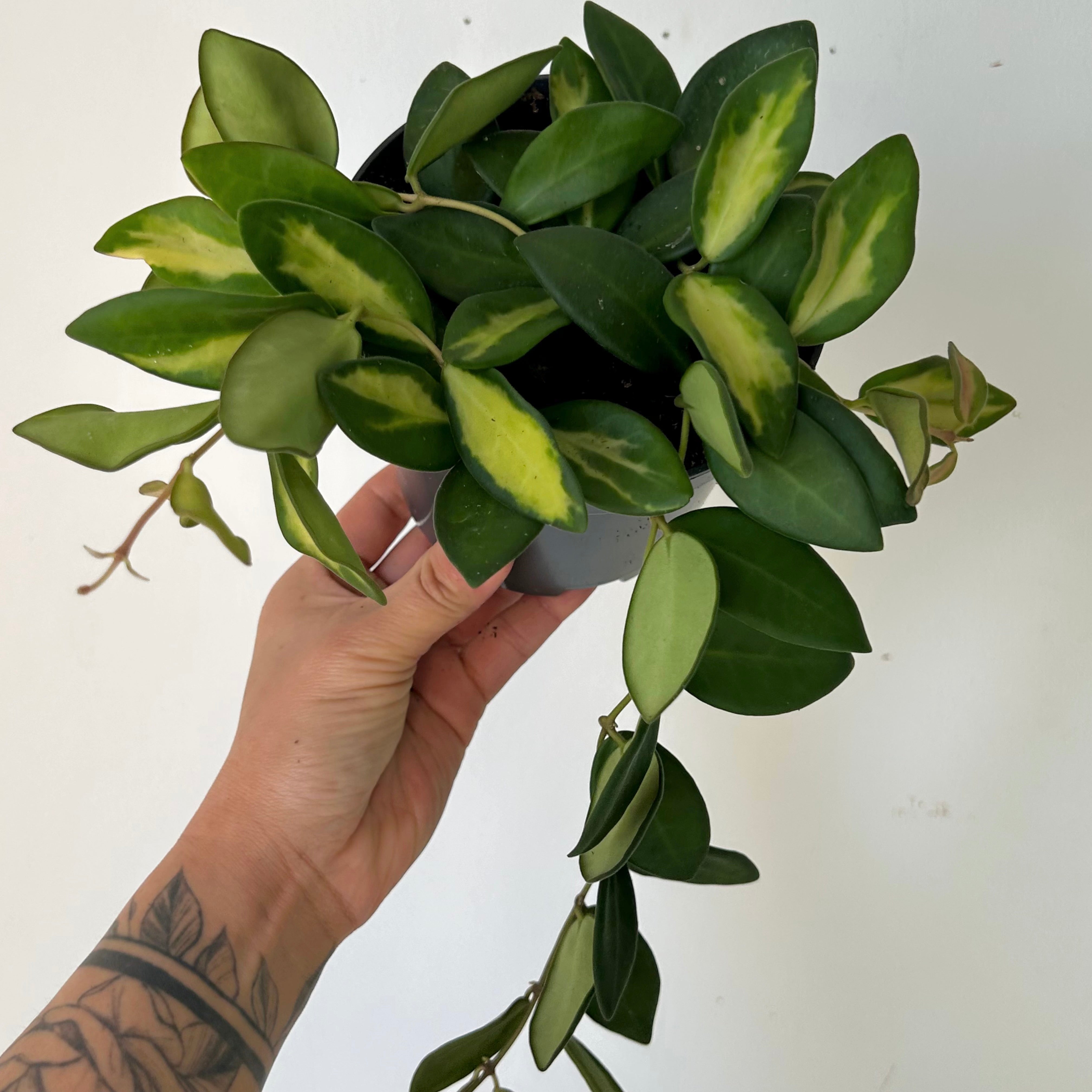 Hoya sp. aff. burtoniae variegated 5”pot
