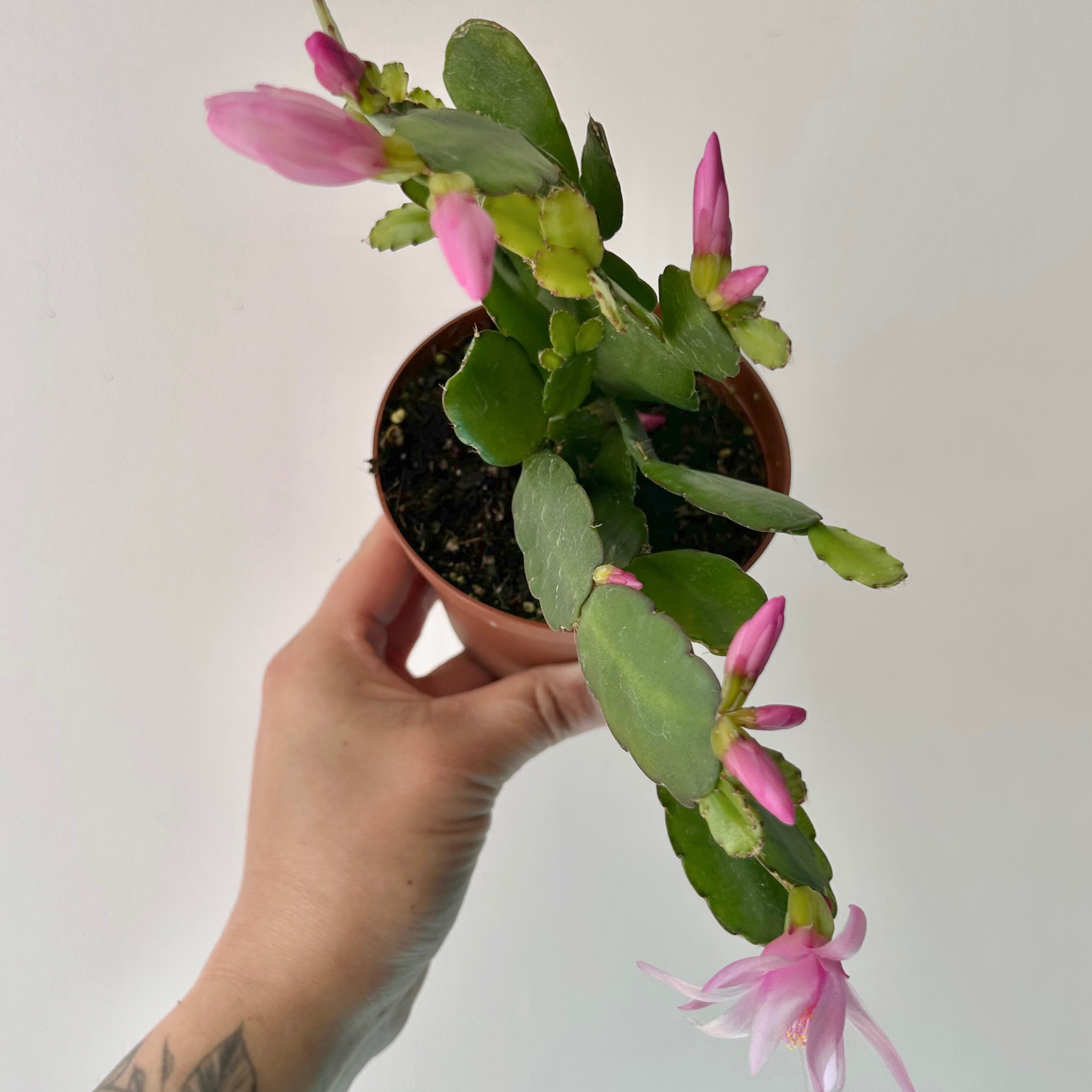 Easter Cactus (Rhipsalidopsis gaertneri ) 4”pot