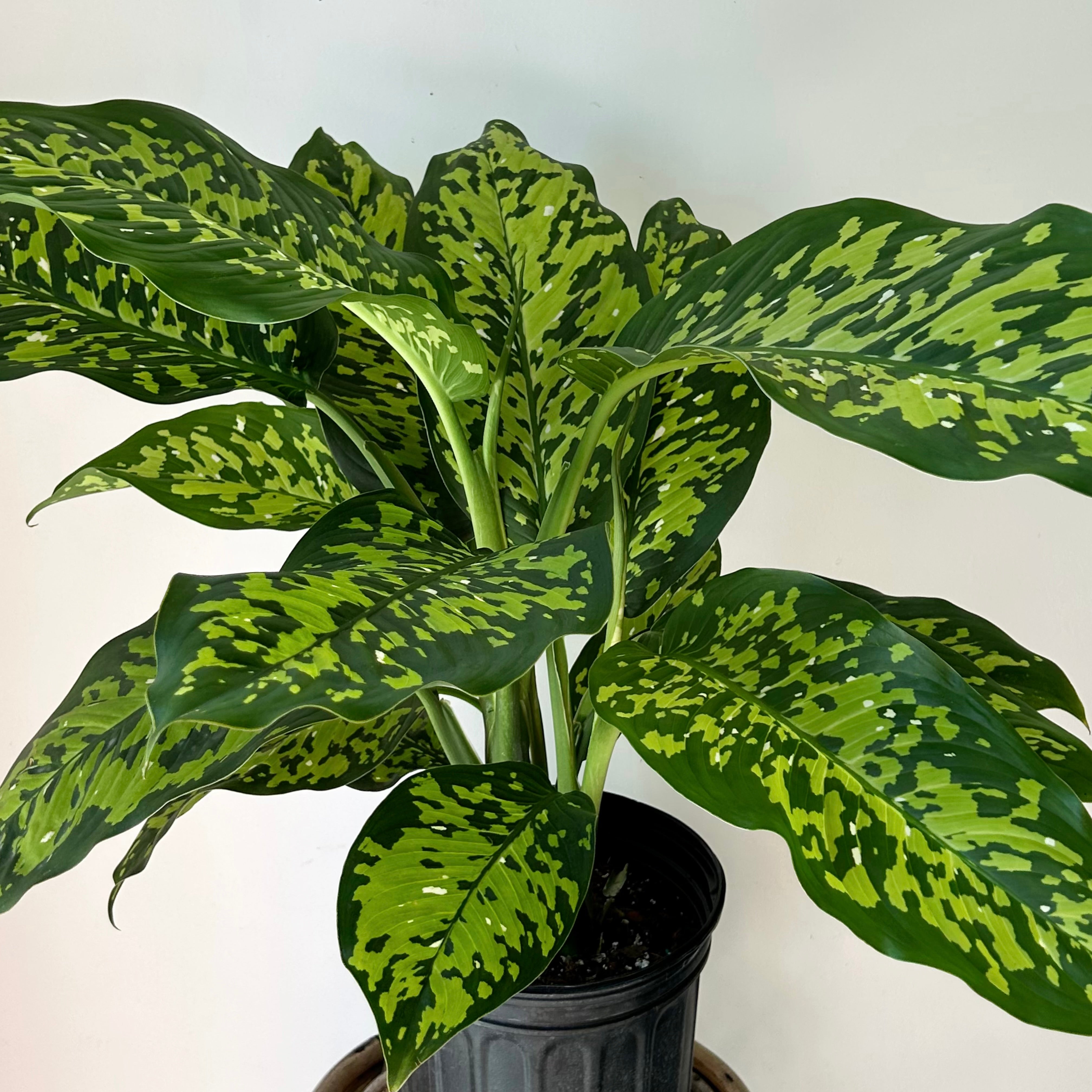 Dieffenbachia “Cheetah” 9” pot