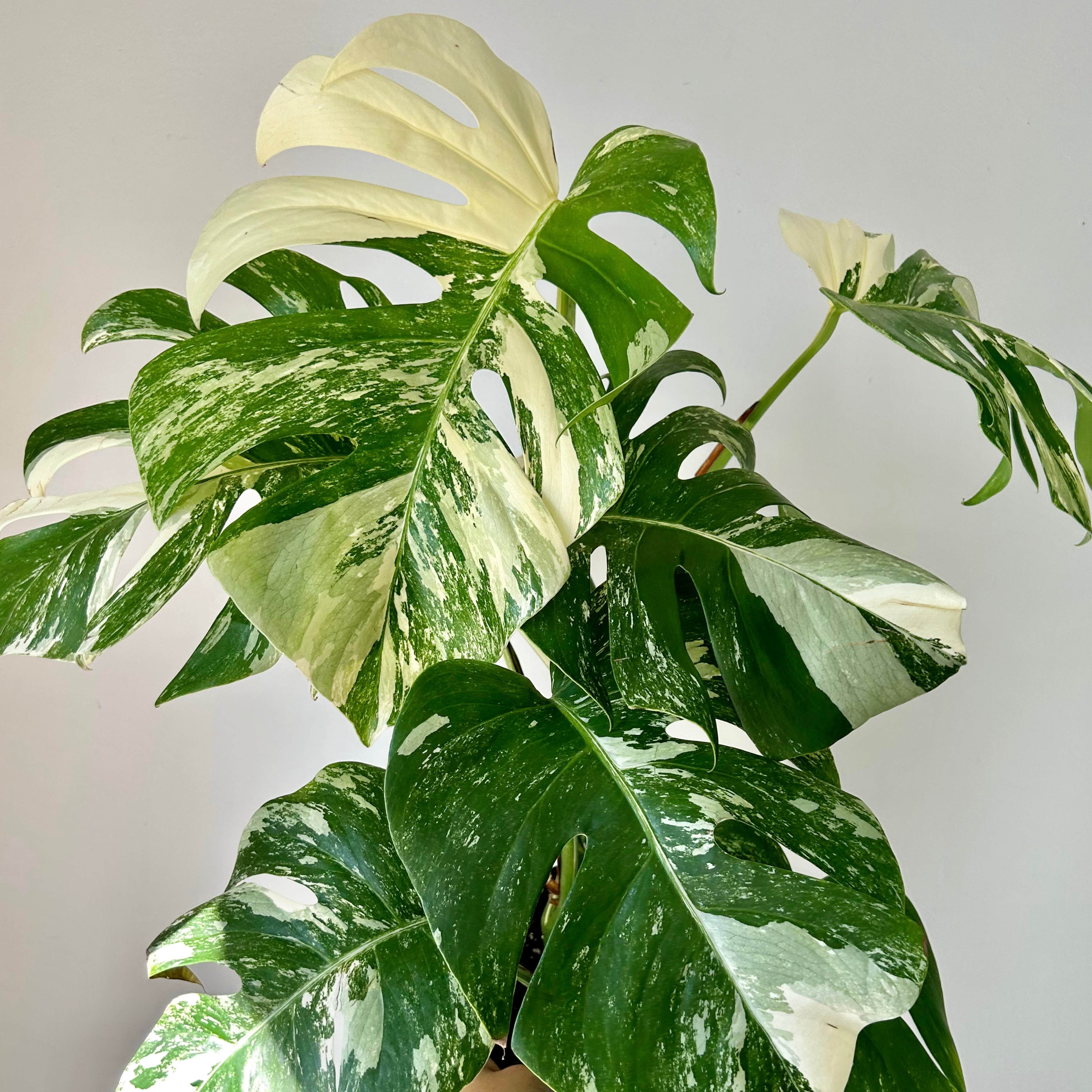 Monstera Albo Variegata 6”pot