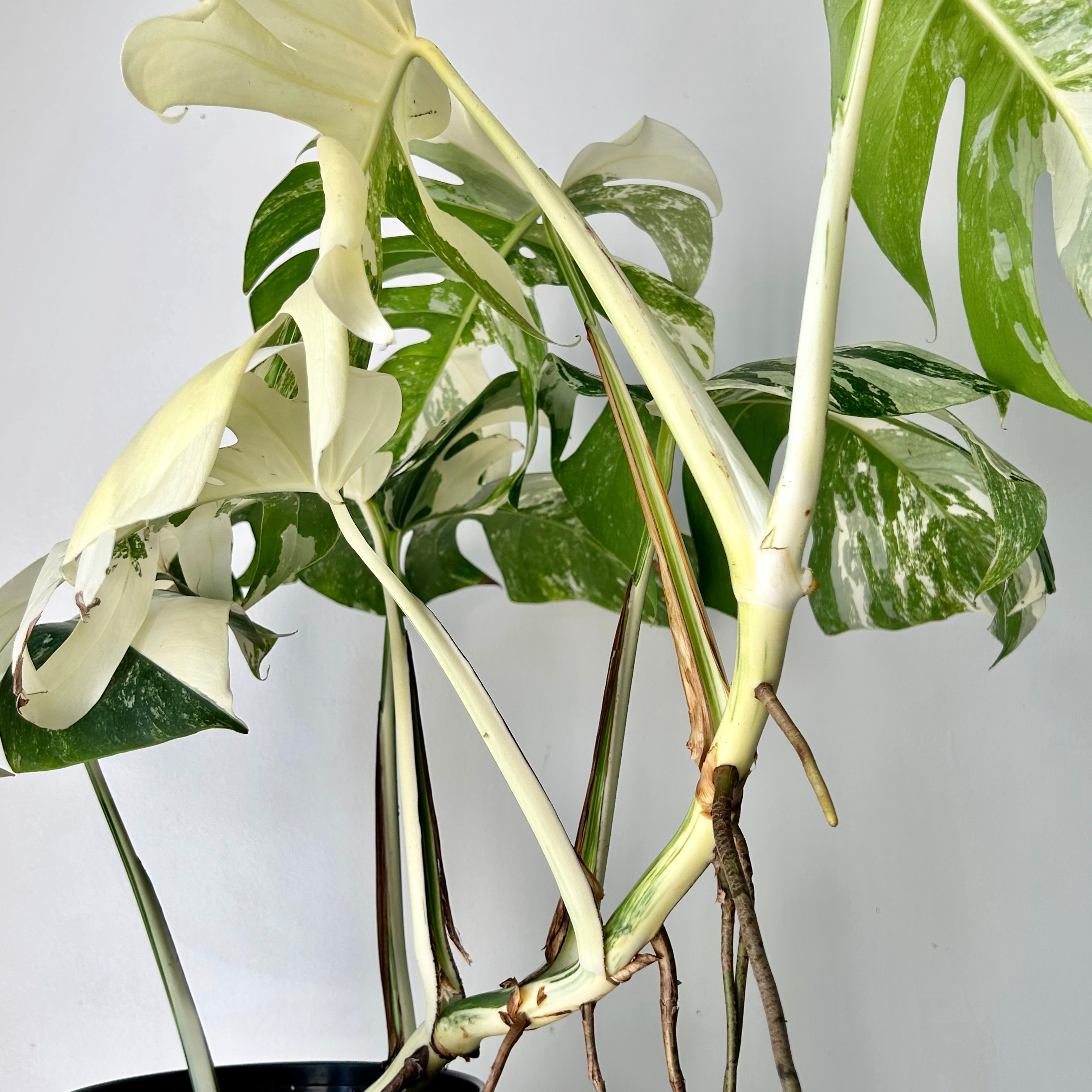 Monstera Albo Variegata 6”pot