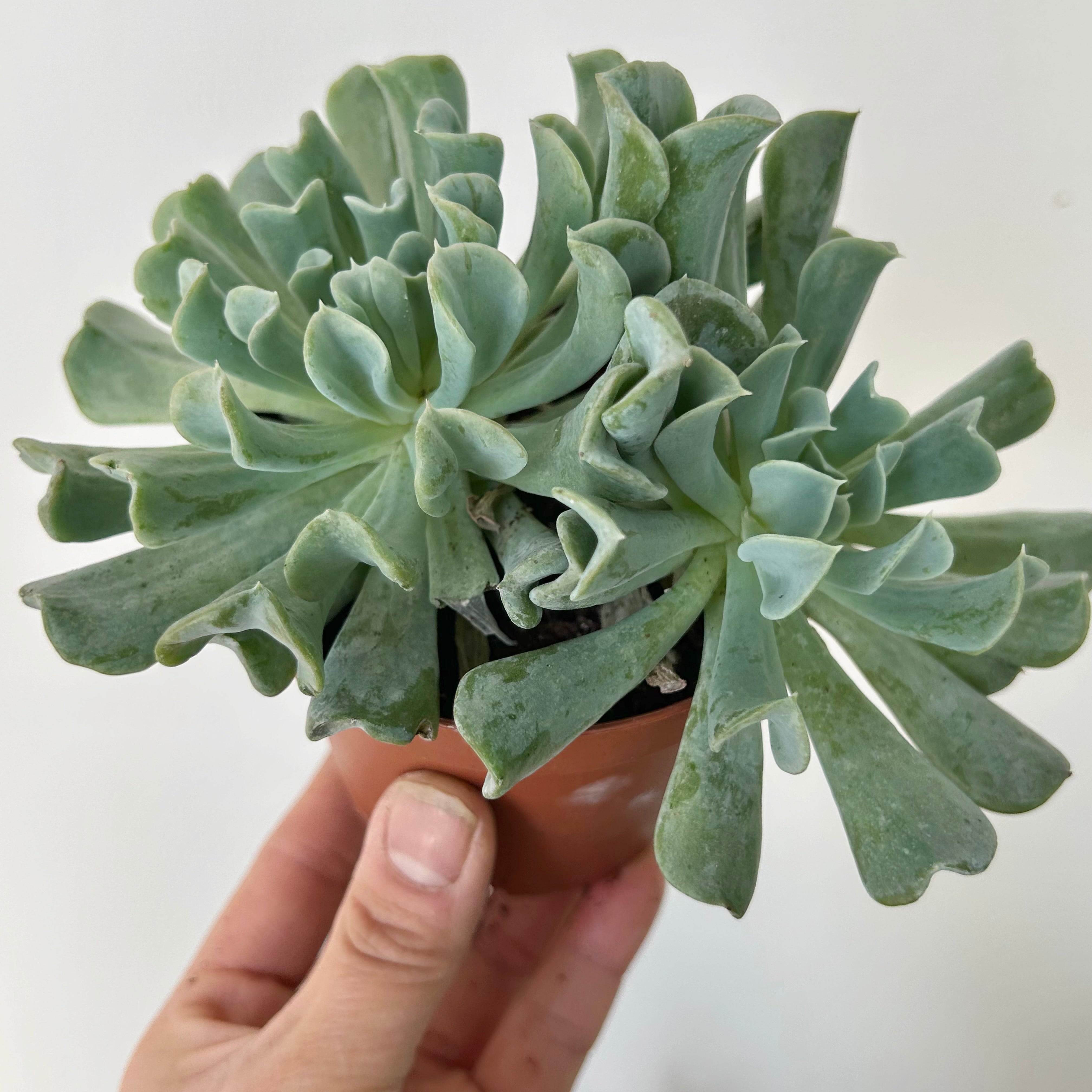Echeveria runyonii 3.5” pot
