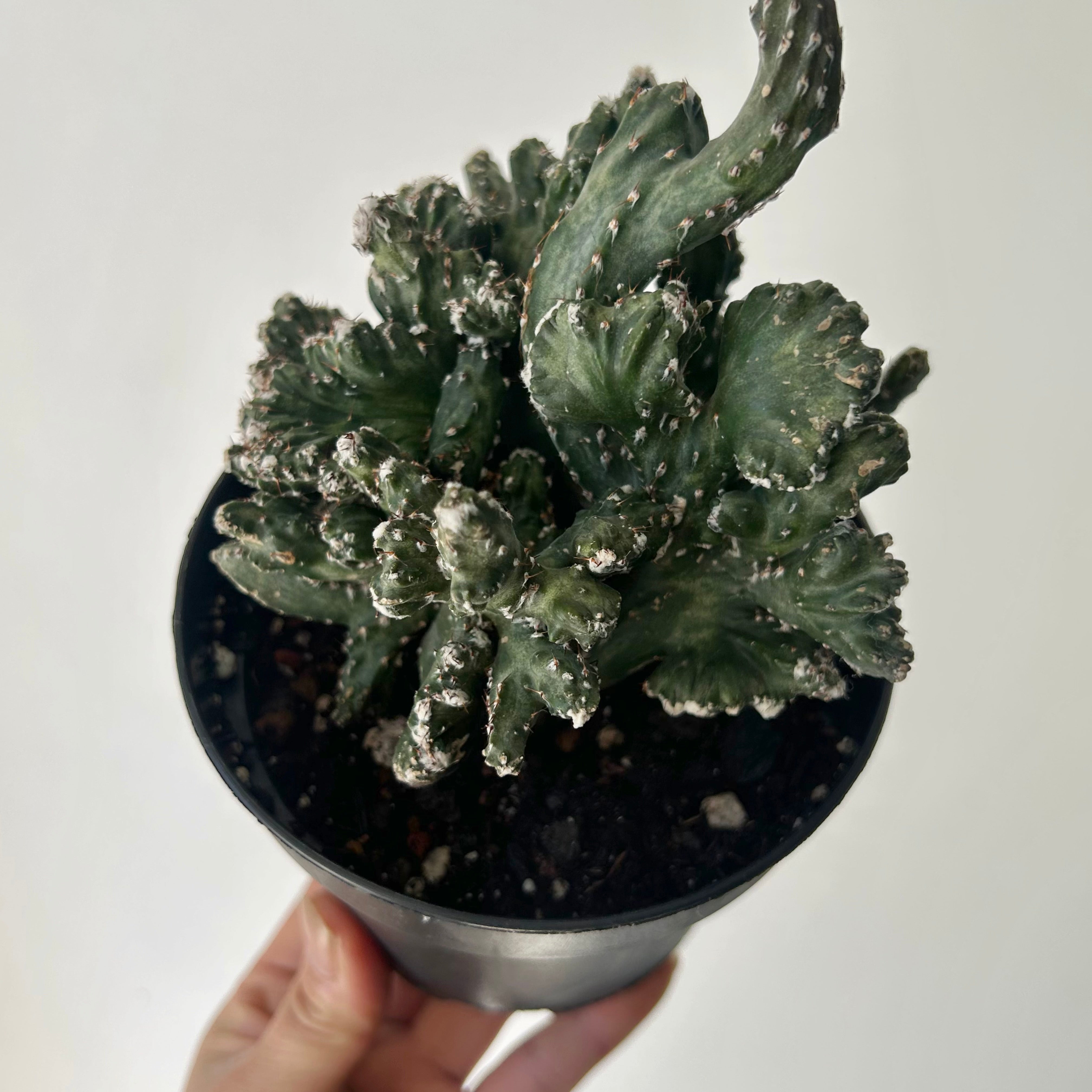 Crested Cereus spegazzinii 5”pot