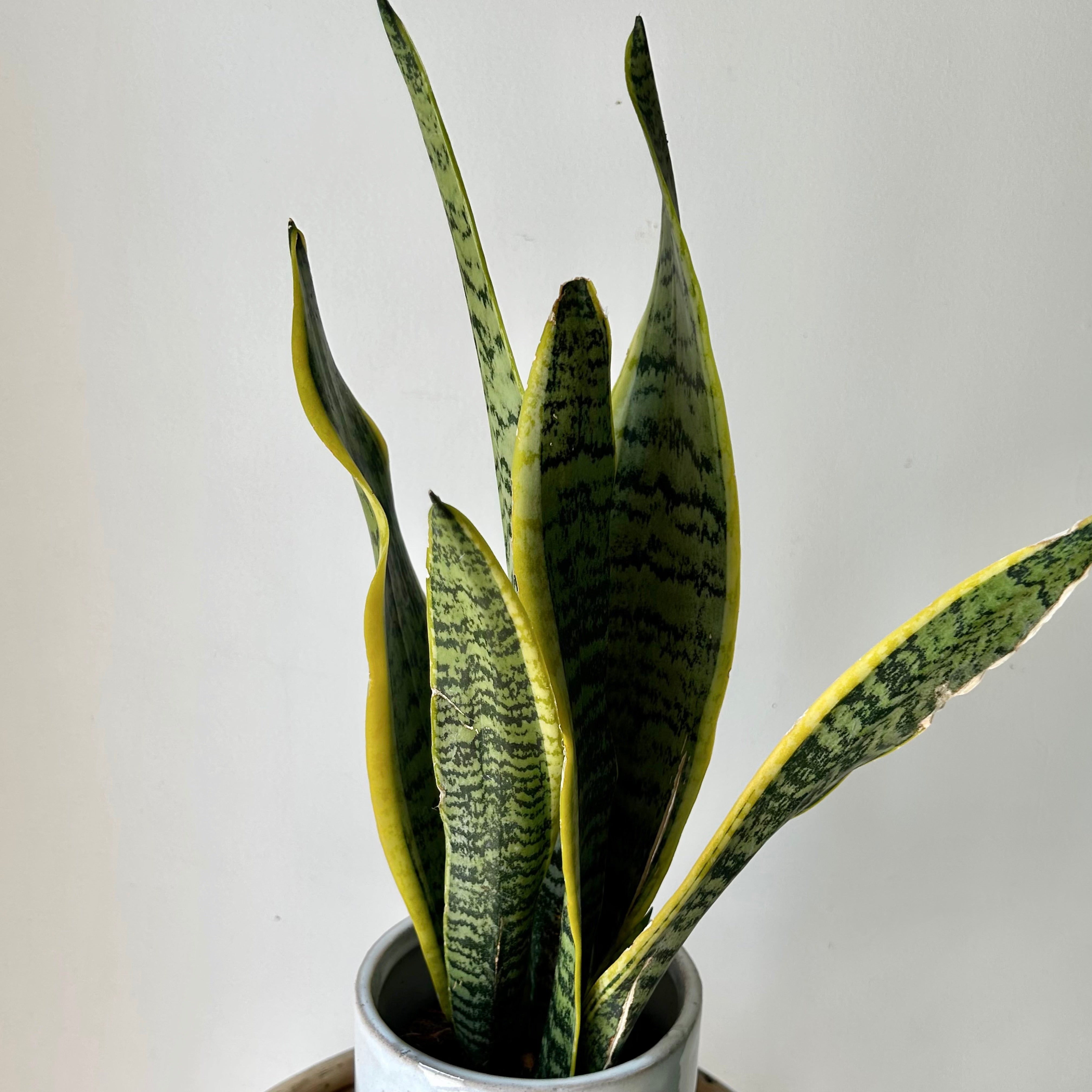 Sansevieria “Laurentii” approximately 18 inches tall in 5” pot