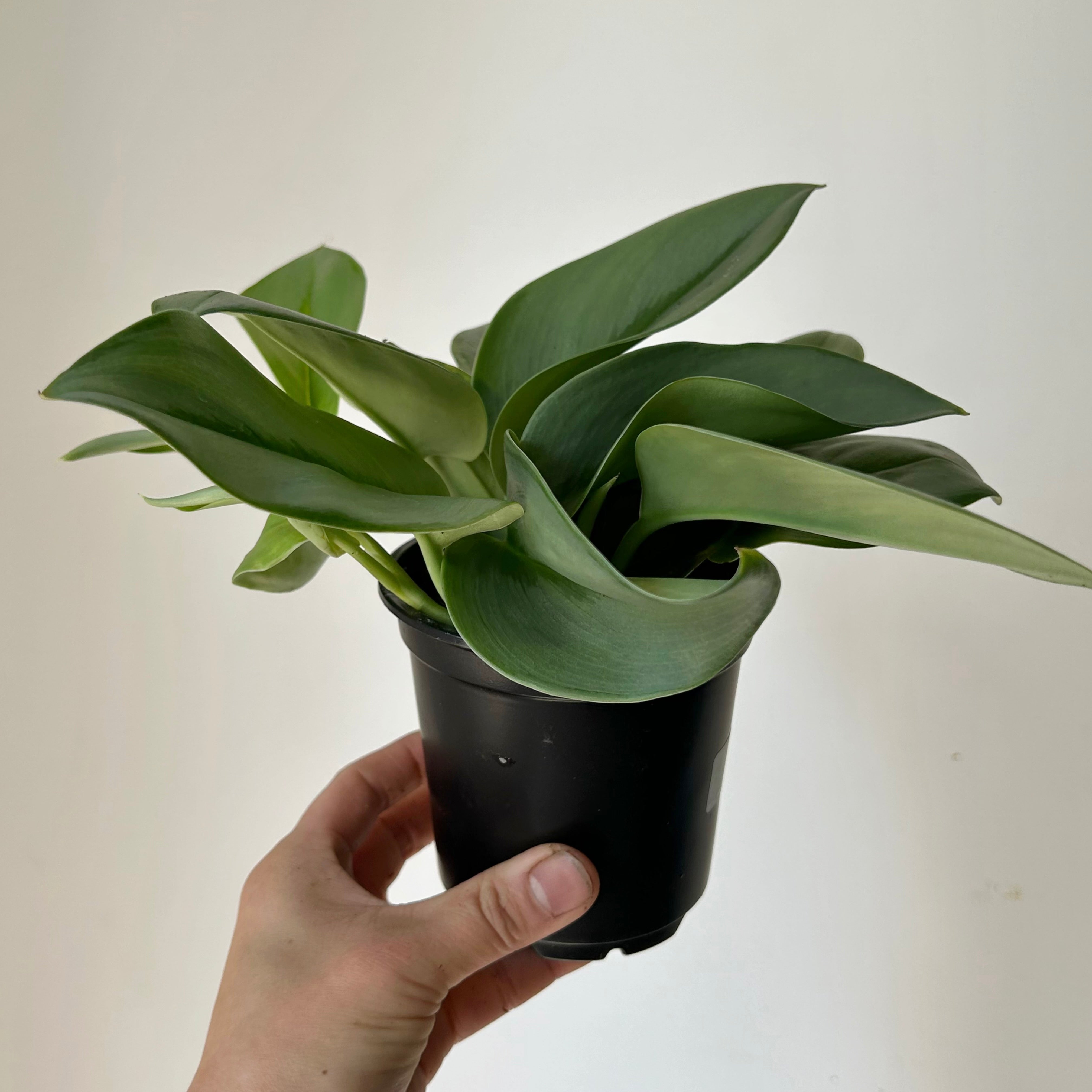 Scindapsus treubii "Moonlight" 3.5”pot