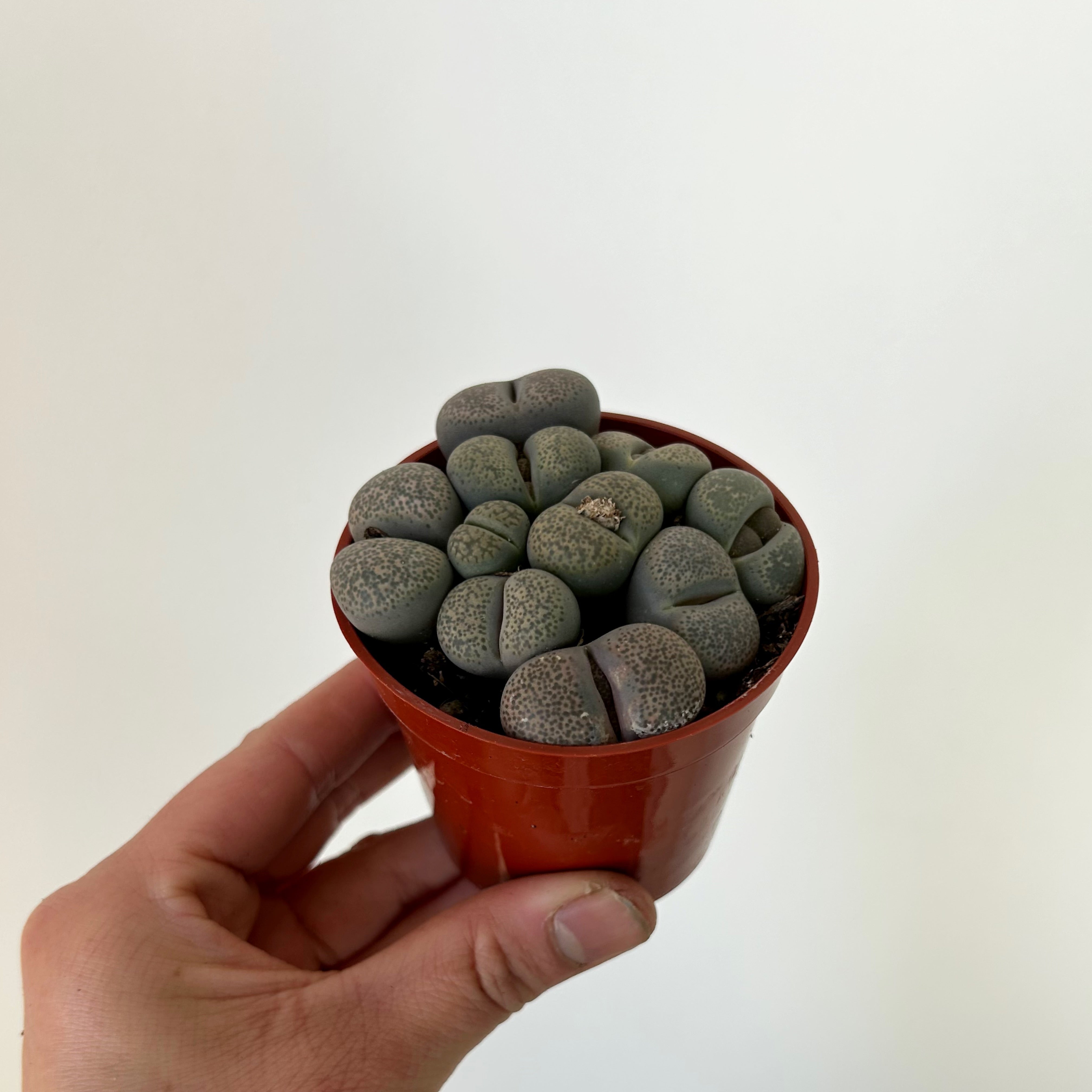 Living Stone Succulent (Lithops) 3" pot