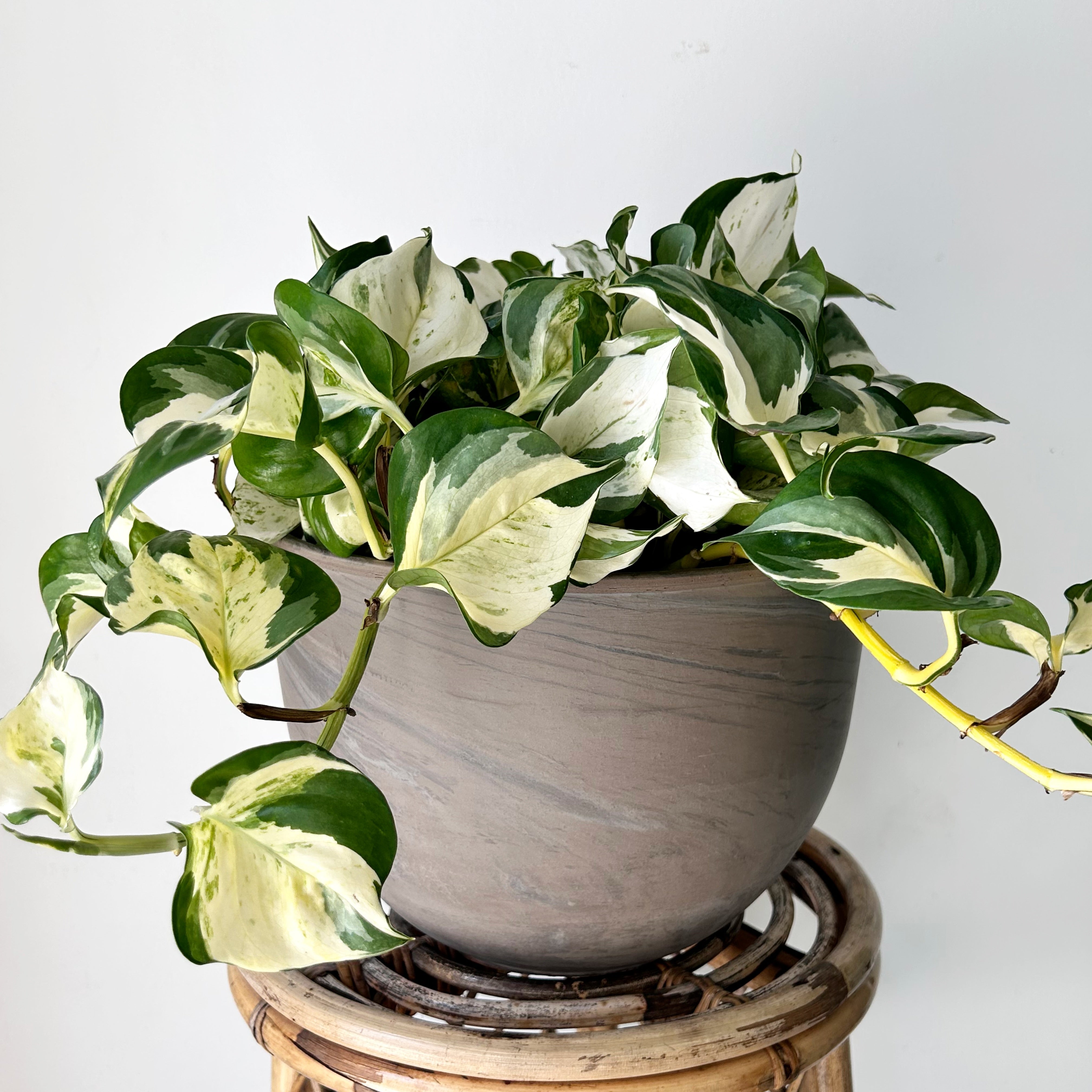 ELARA Clay Planter (9.75”x7.75”)