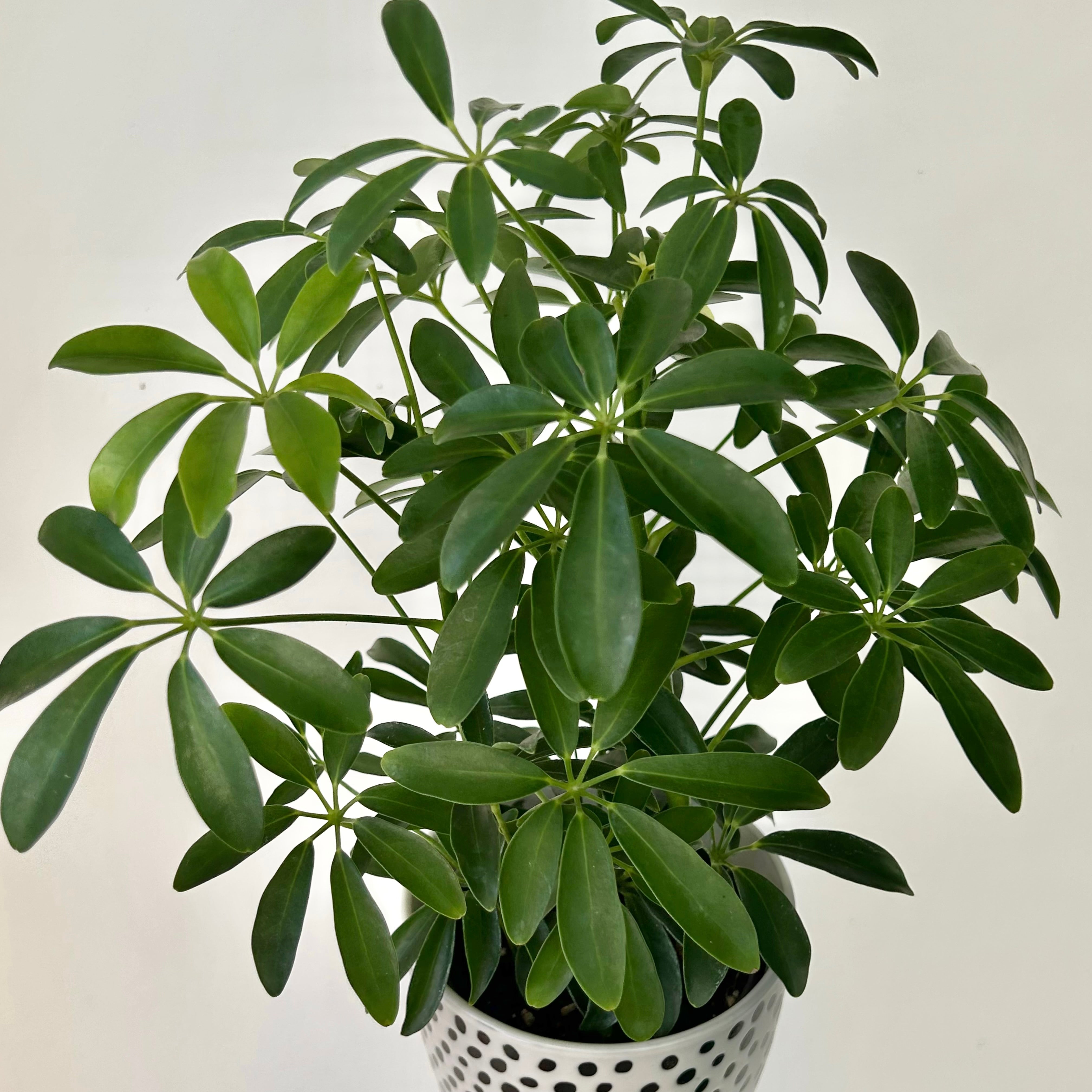Dwarf Umbrella Tree (Schefflera arboricola) 4”pot