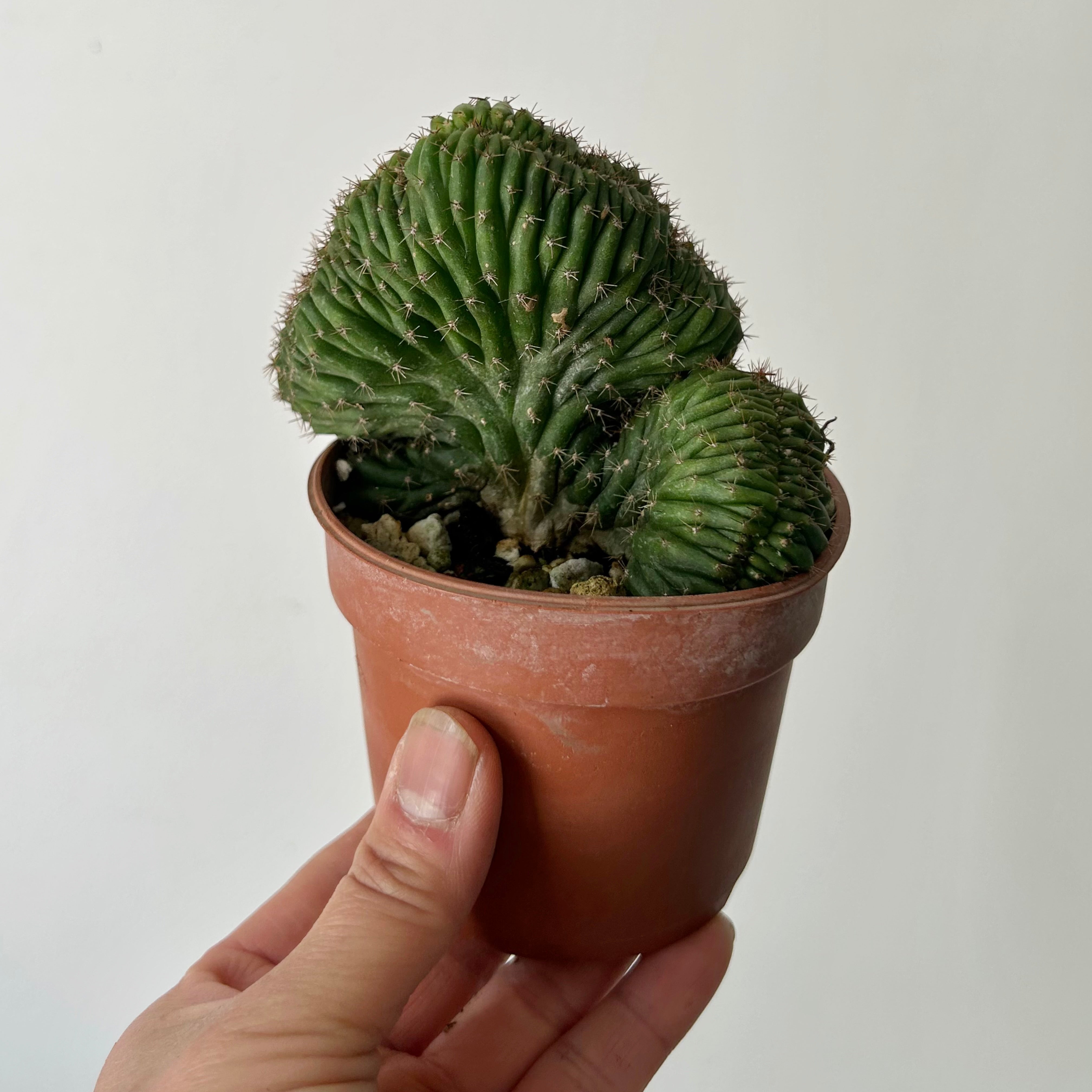 Crested San Pedro Cactus (Echinopsis pachanoi)  3.5”pot