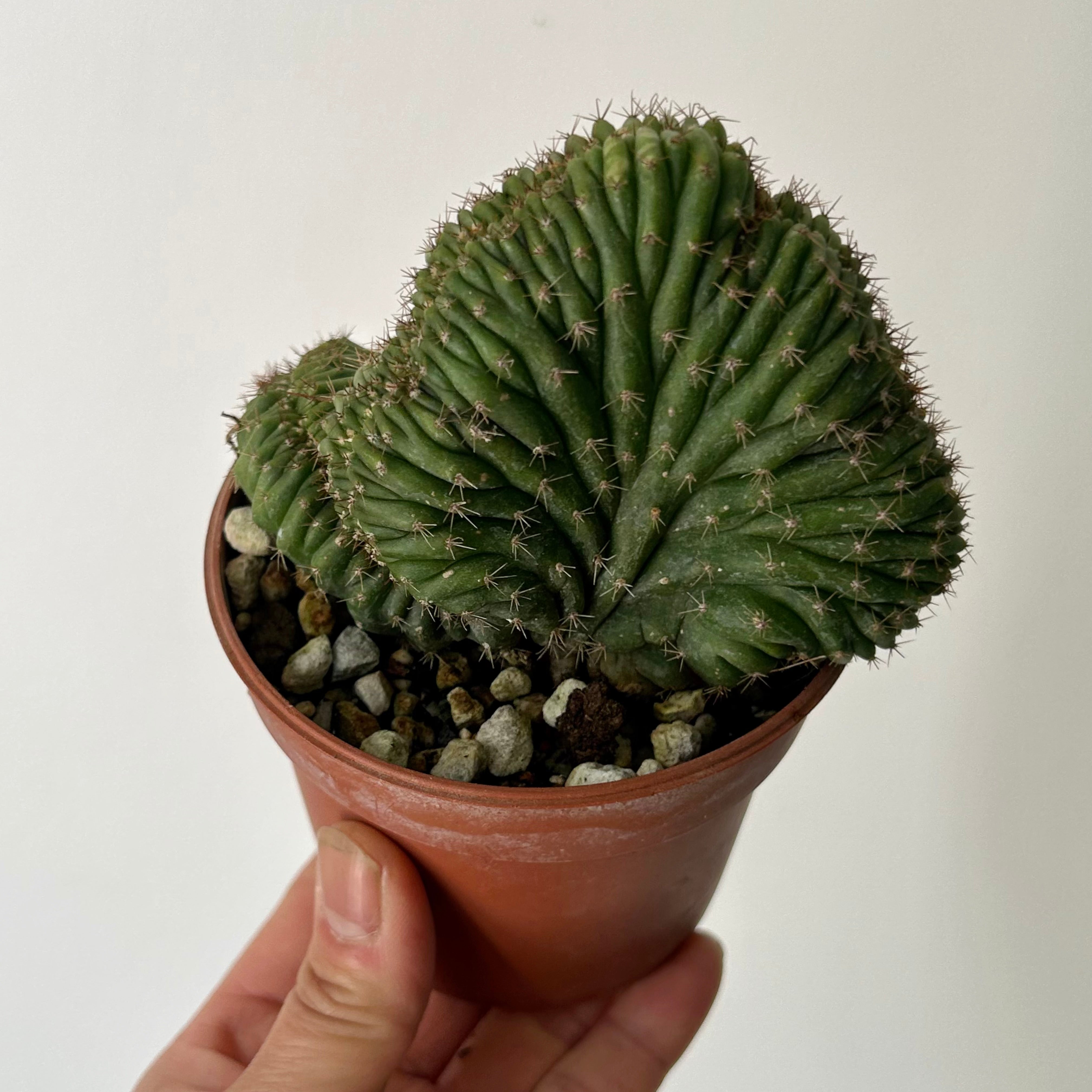 Crested San Pedro Cactus (Echinopsis pachanoi)  3.5”pot