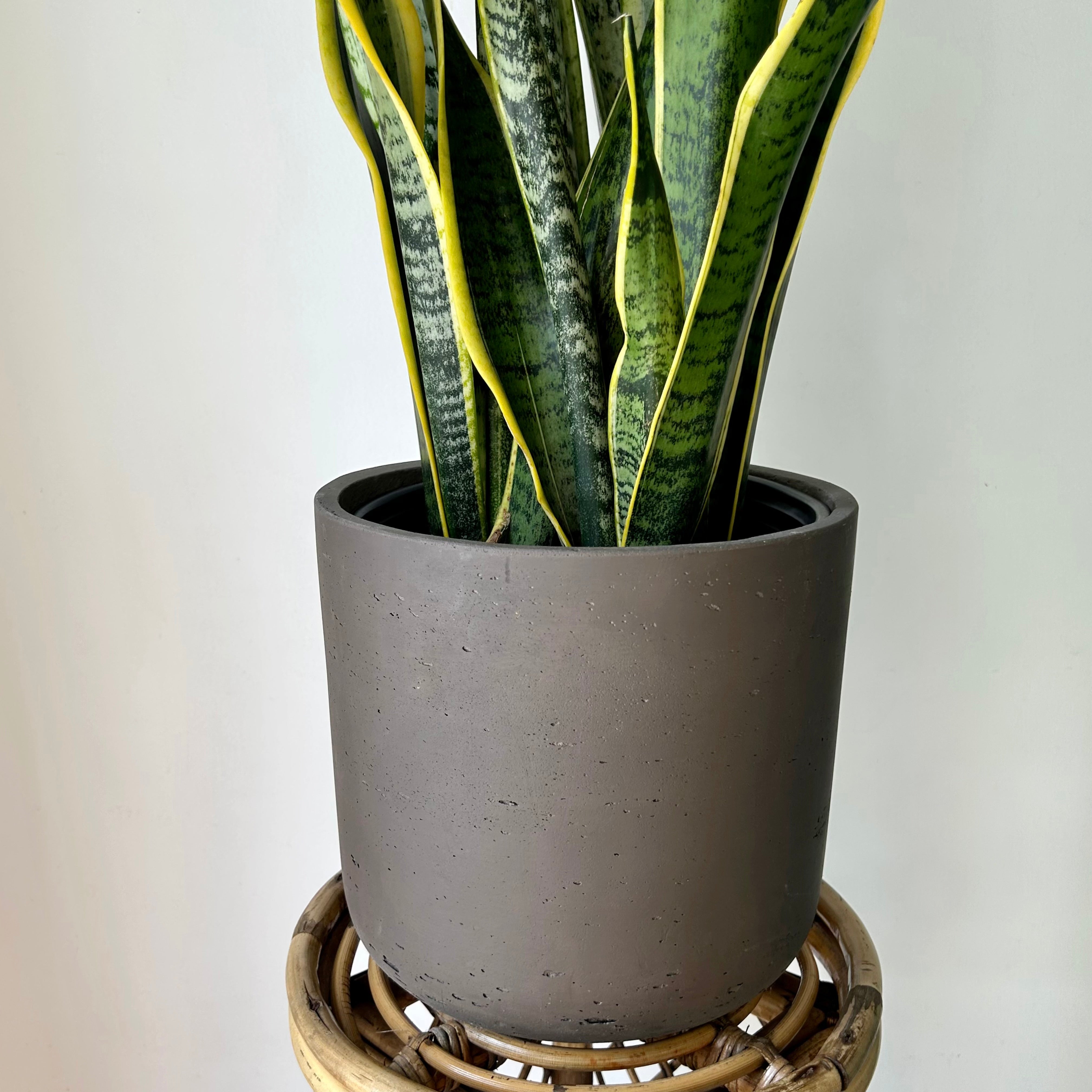 Sansevieria Laurentii approximately 3ft tall in 8”pot