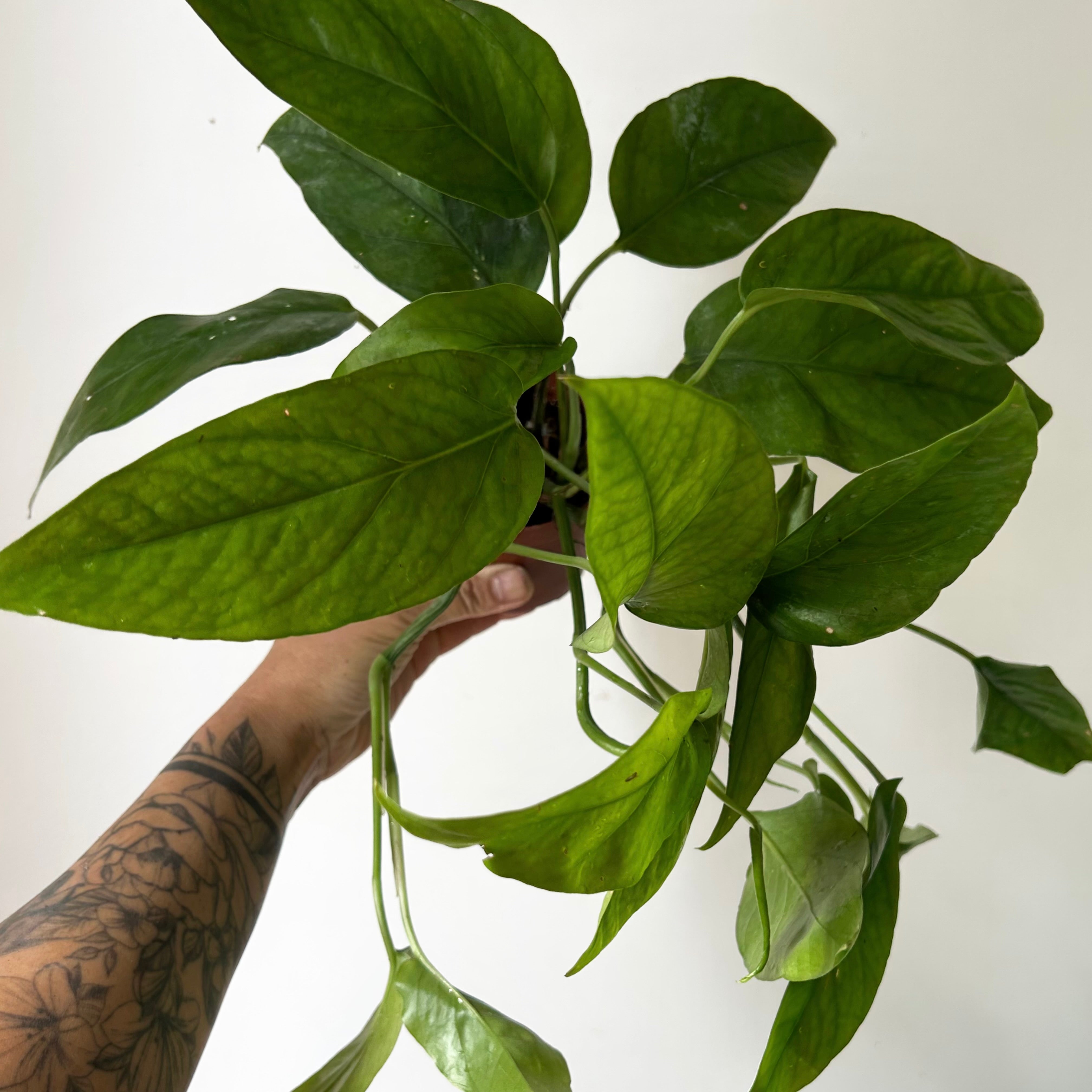 Epipremnum Pinnatum 3.5”pot