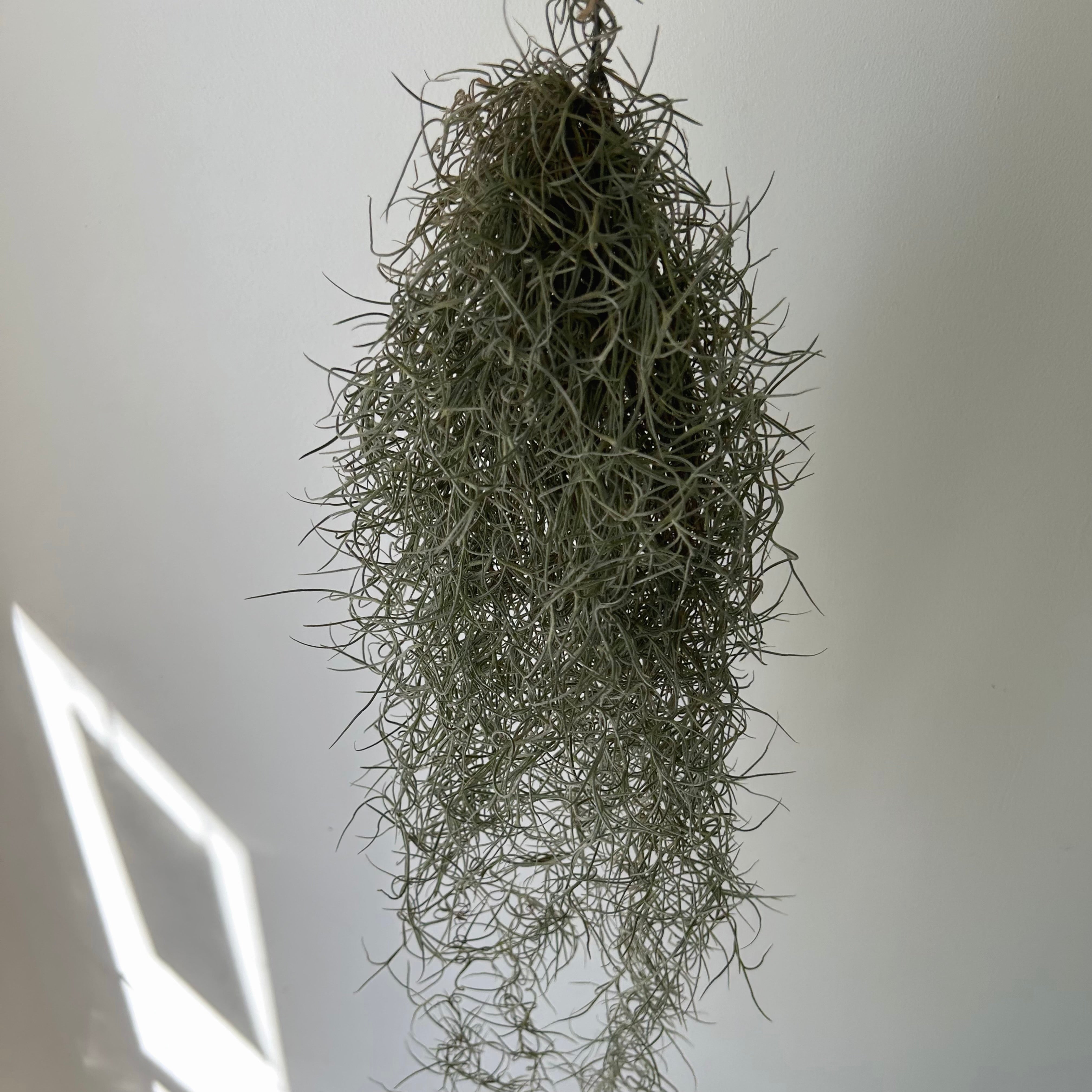 Spanish Moss (Tillandsia usneoides)