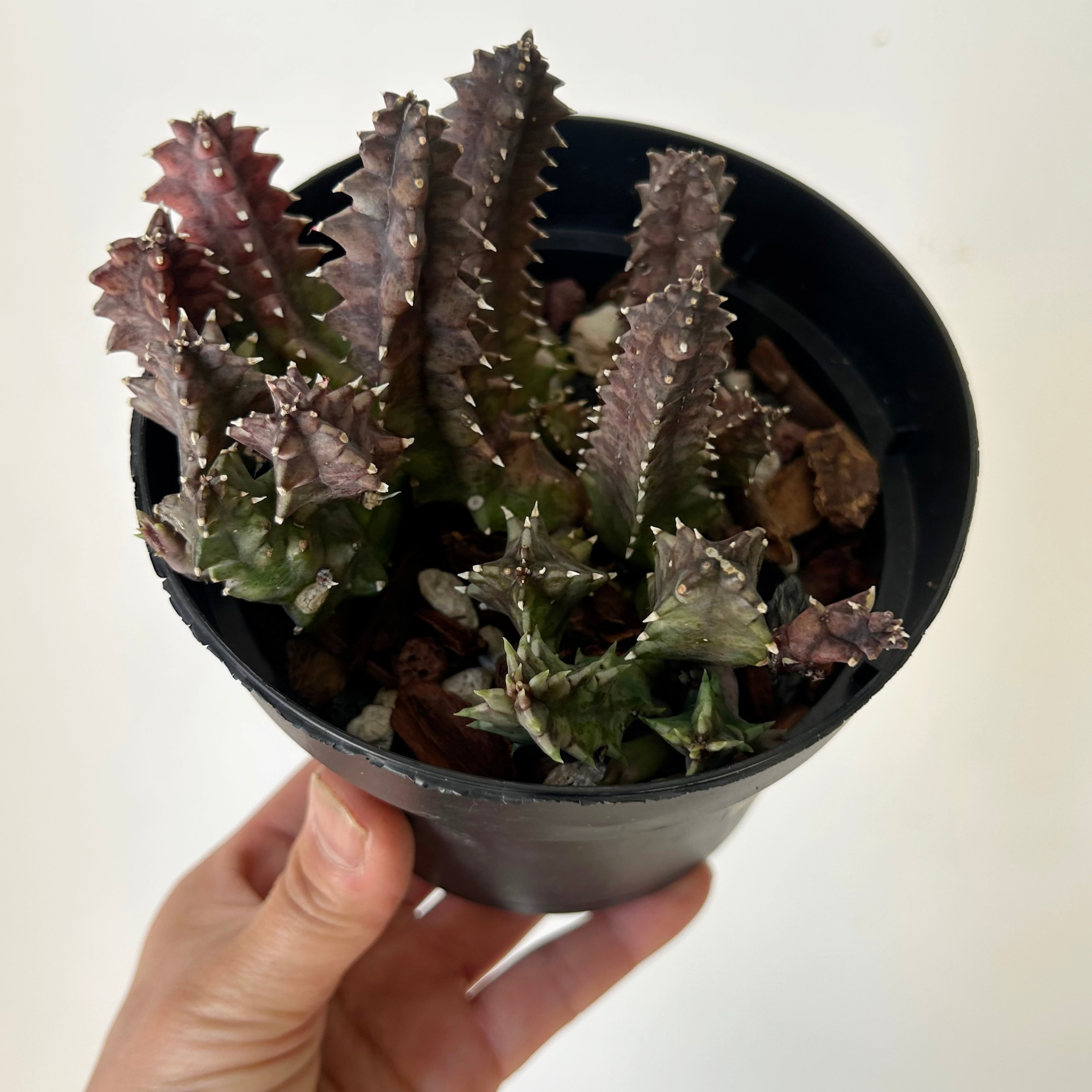 Huernia 5”pot