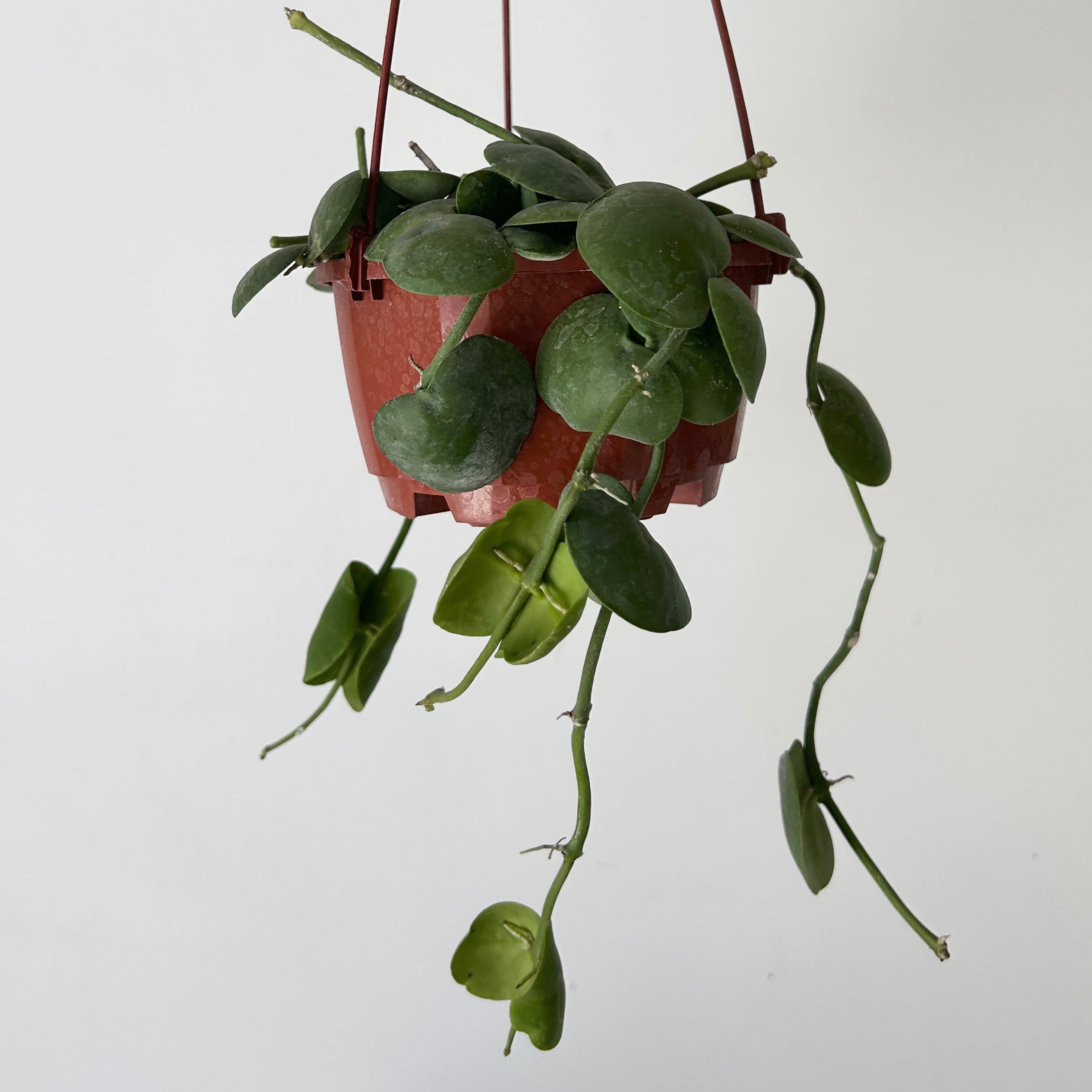 Dischidia platyphylla 4.5” hanging basket