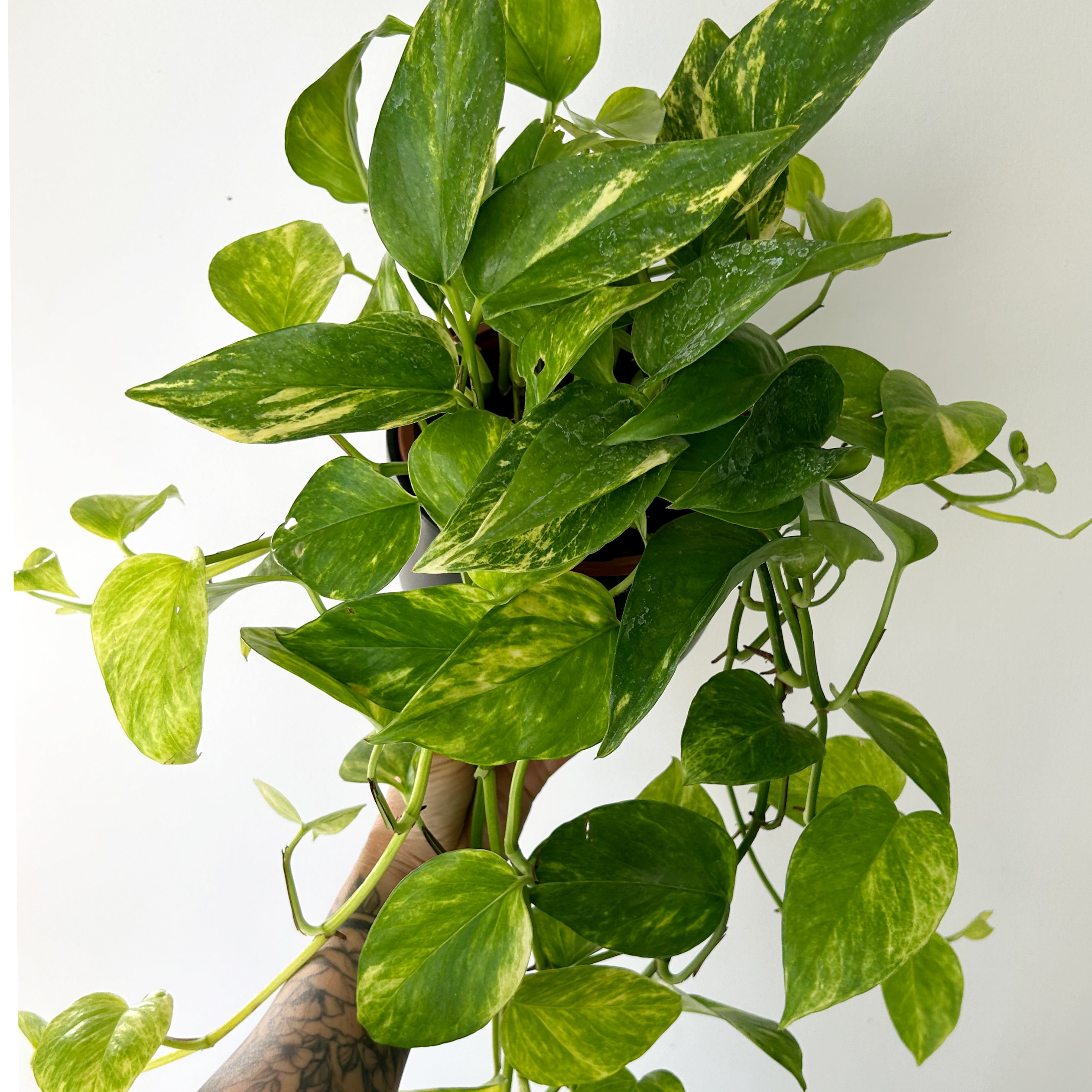 Pothos “Neon Queen” 6” hanging  basket