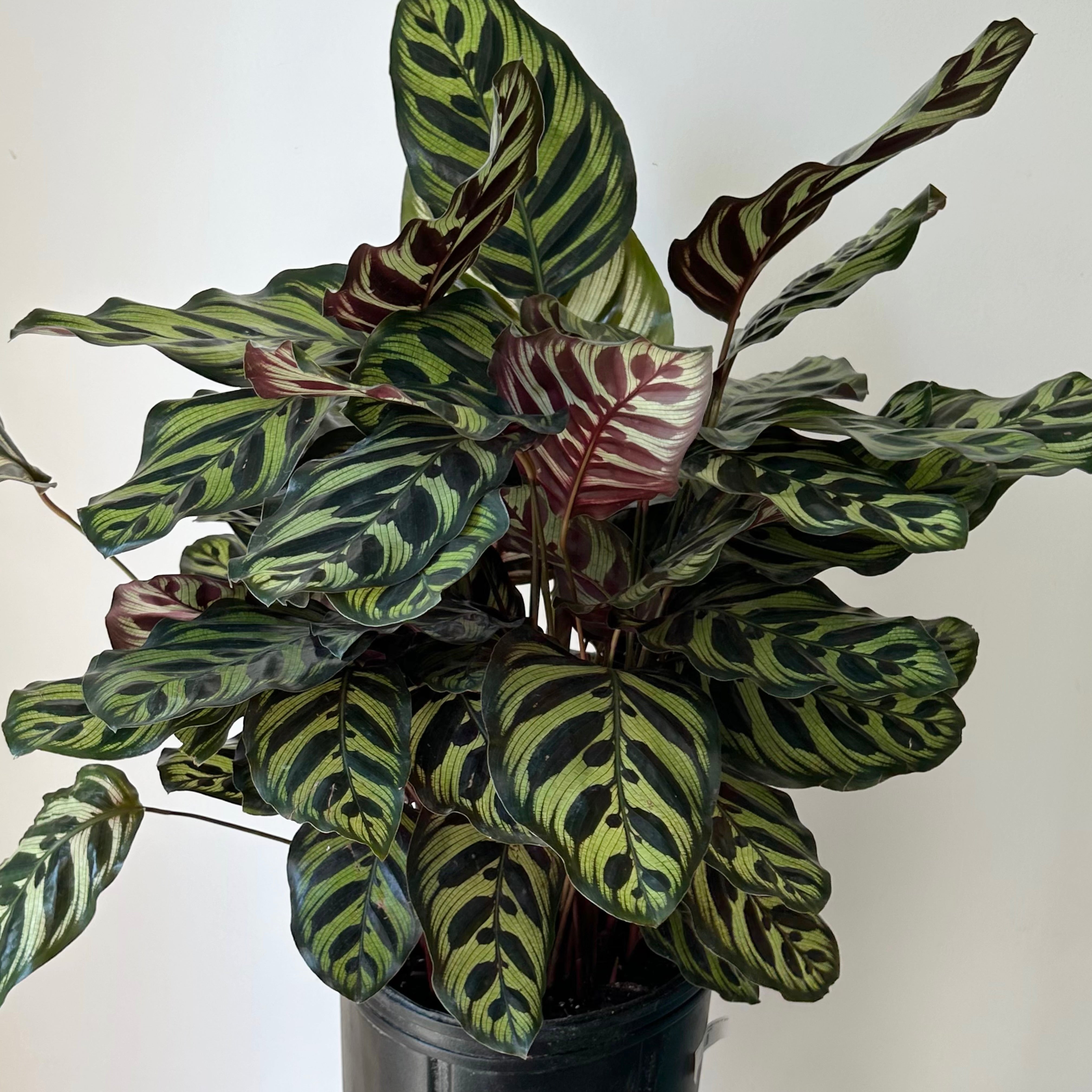 Calathea Makoyana "Peacock"  approximately 2ft tall in 8”pot