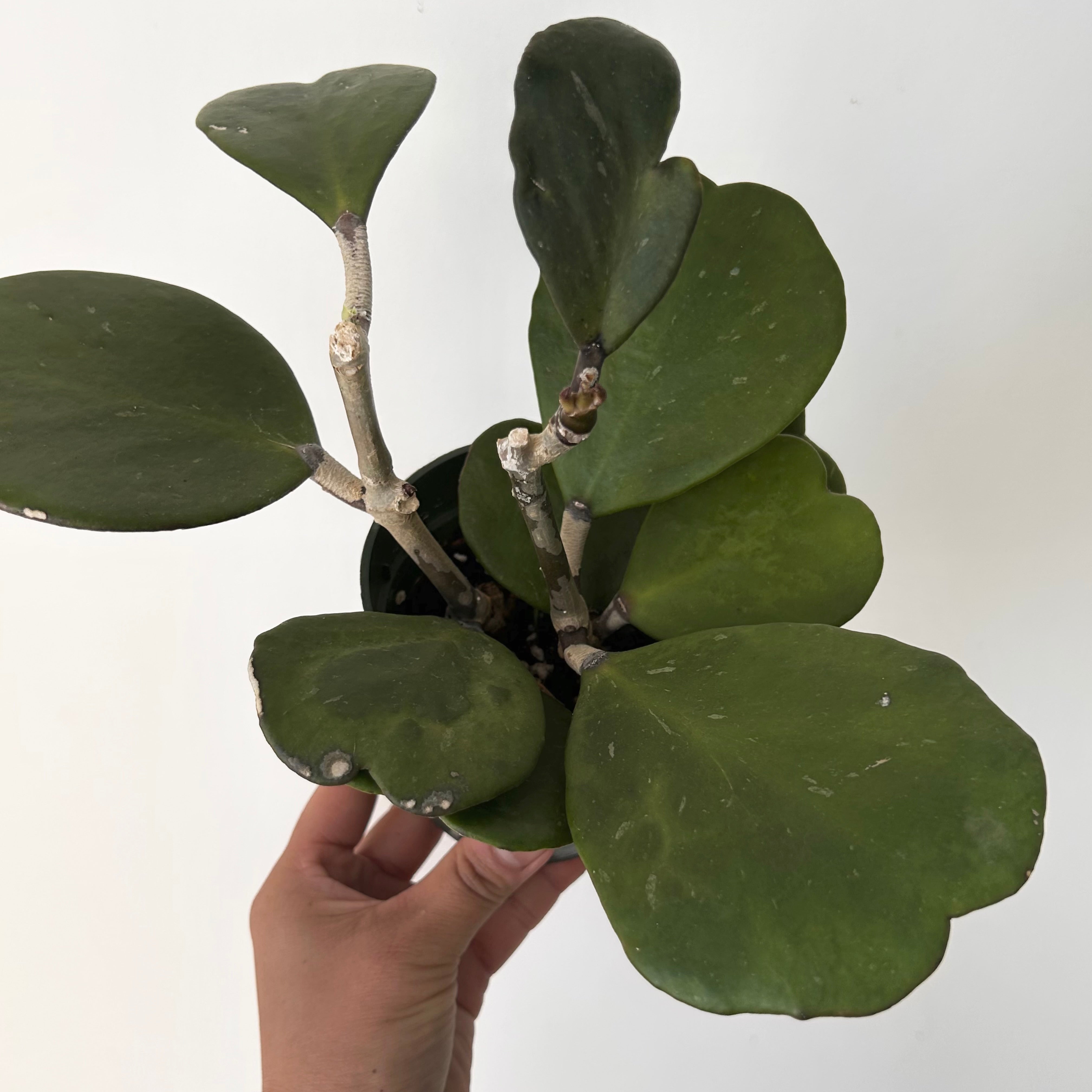 Sweetheart Hoya Vine (kerrii) 4”pot