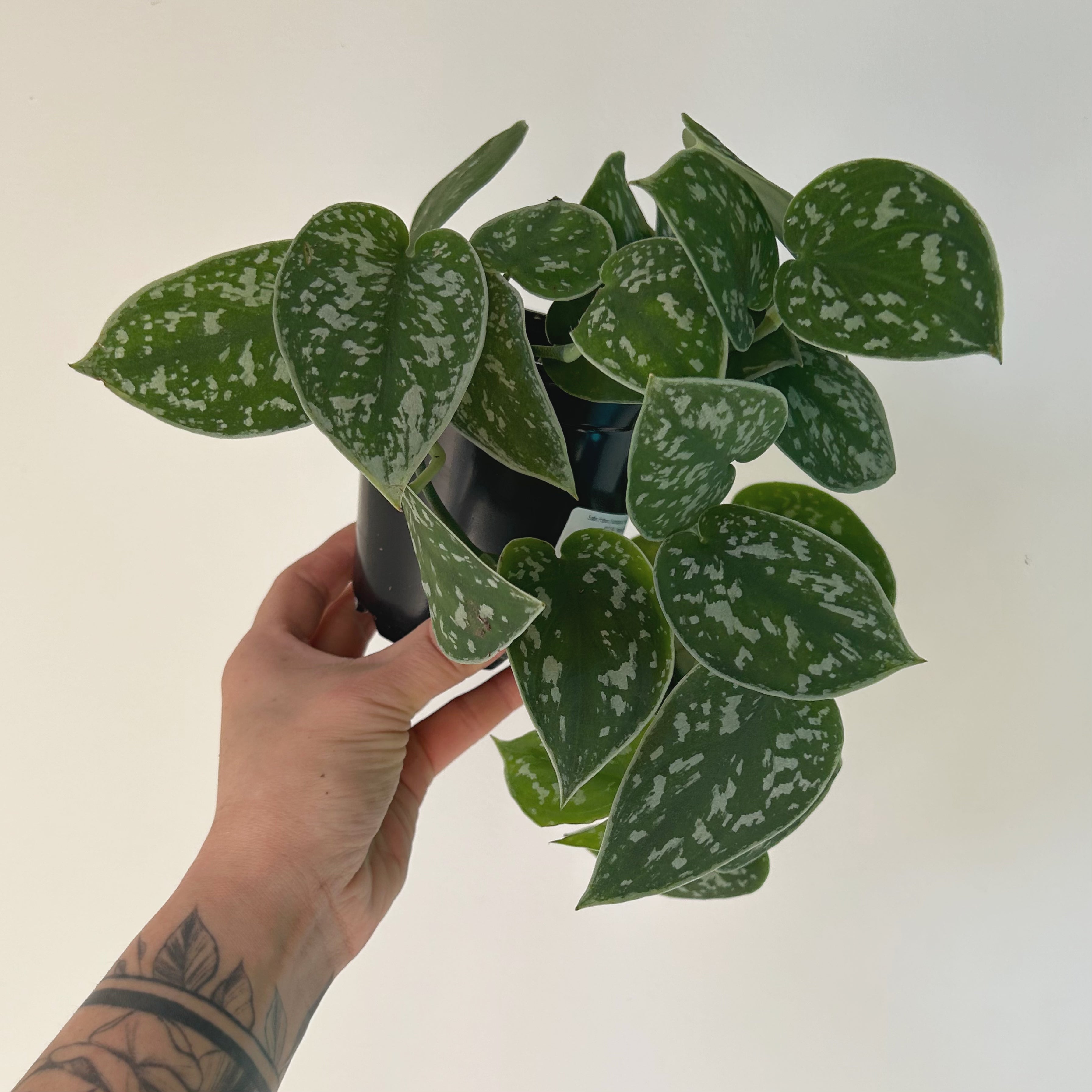 Scindapsus Pictus Argyraeus 4” pot