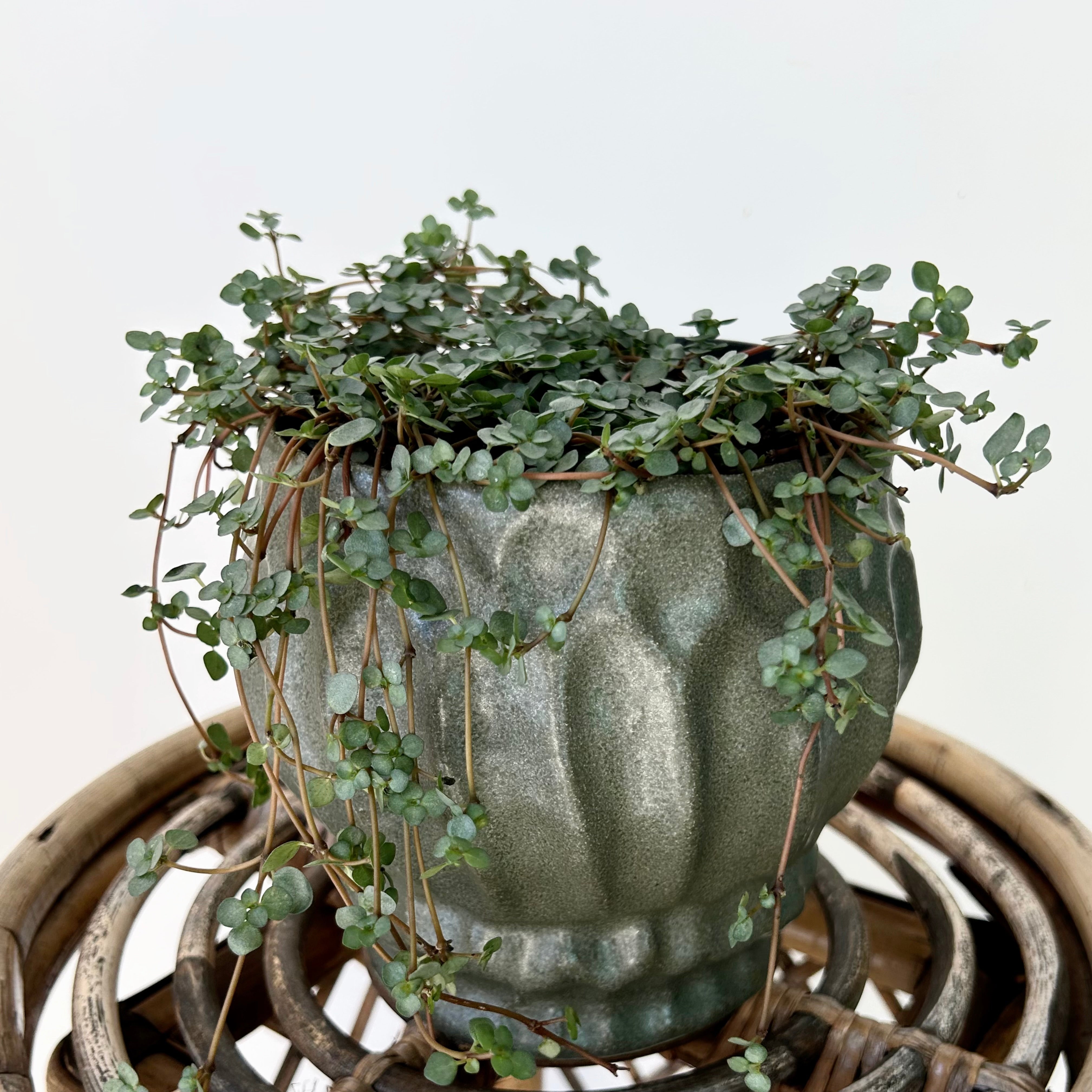 IRIS Raised Decorative Pot (available in two sizes) Dark Green