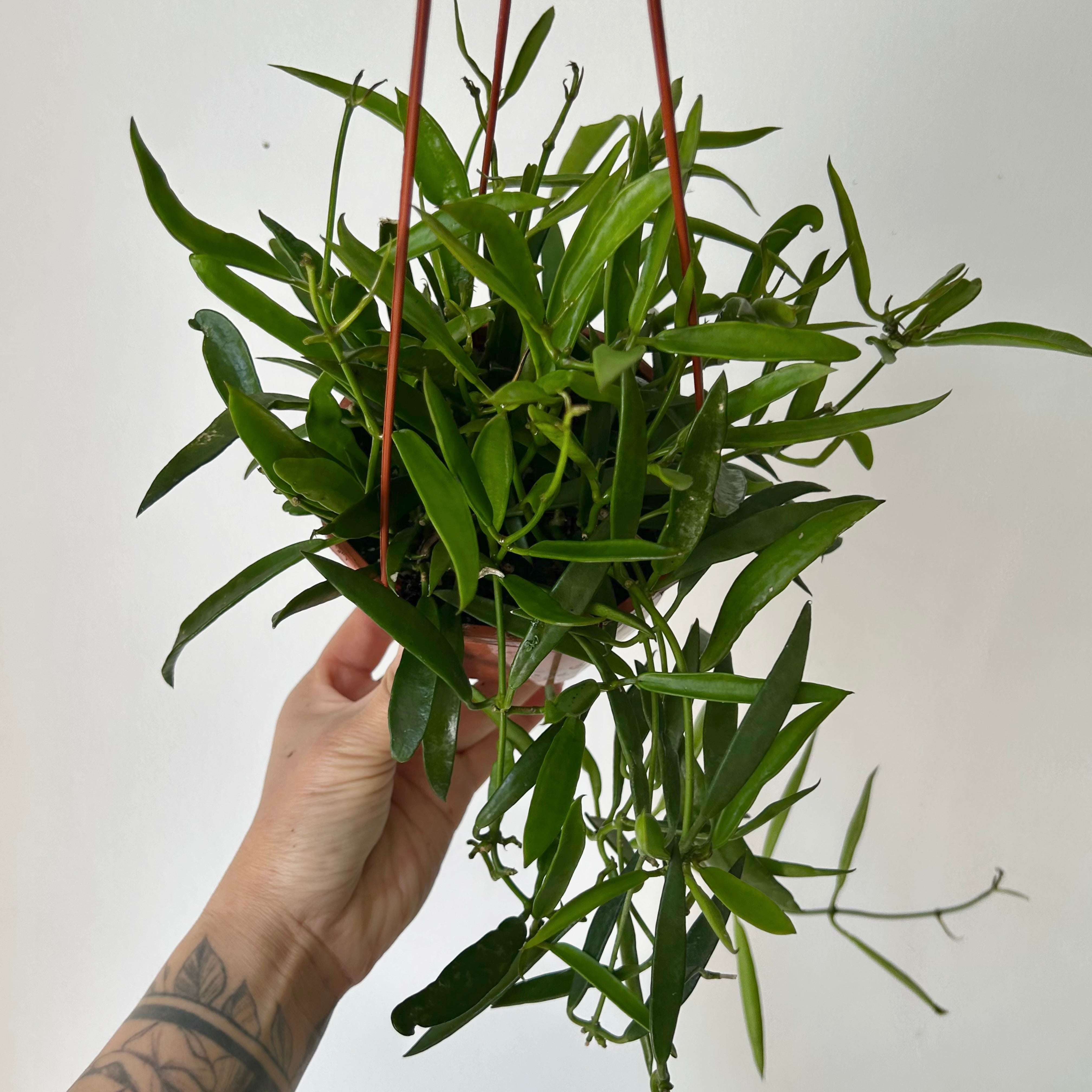 Dischidia parasitica “Philippines” 4.5” hanging basket