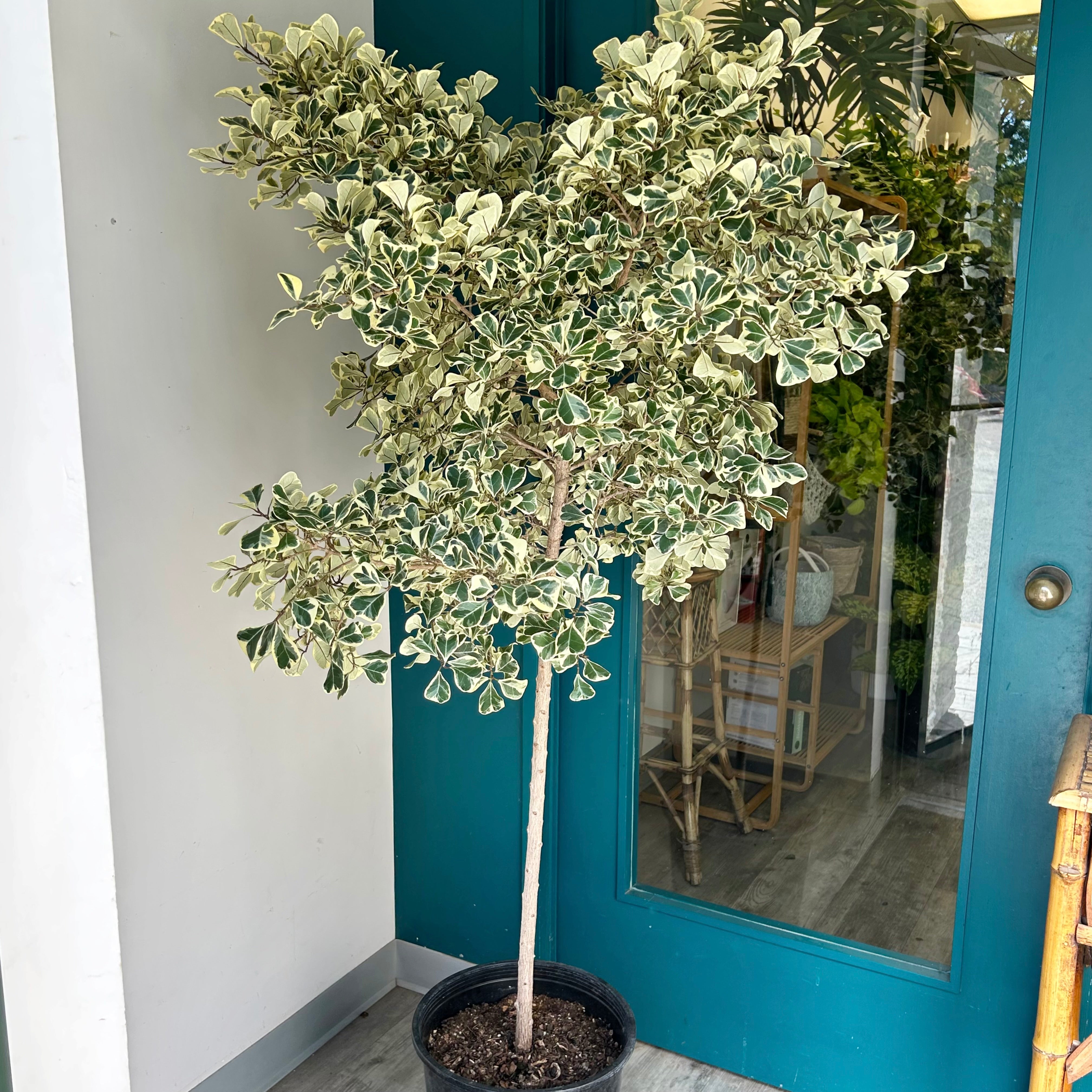 Ficus Triangularis Tree approximately 6 +feet tall in 14”pot