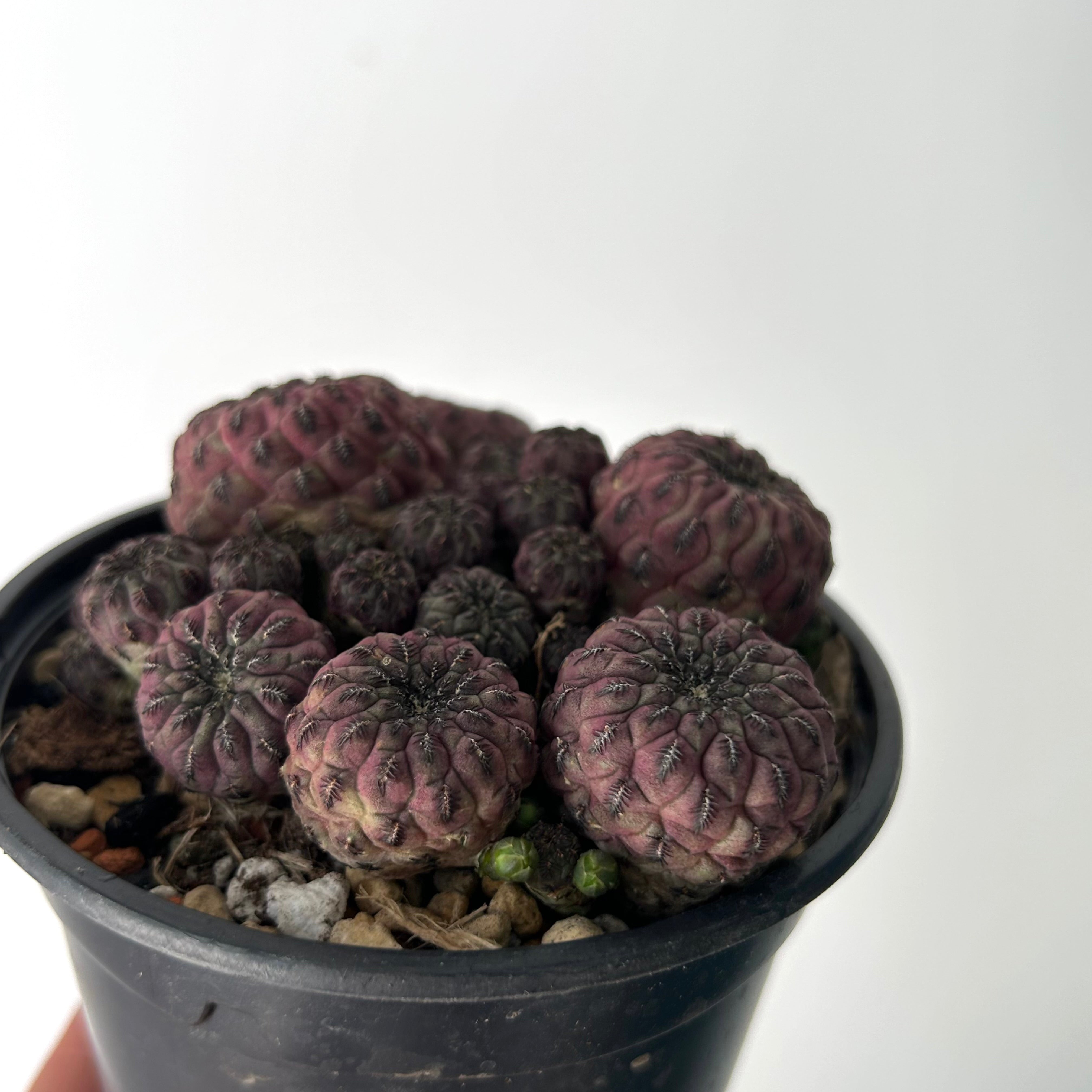 Purple Crown Cactus (Sulcorebutia Rauschii Violacidermis) 3.5”pot