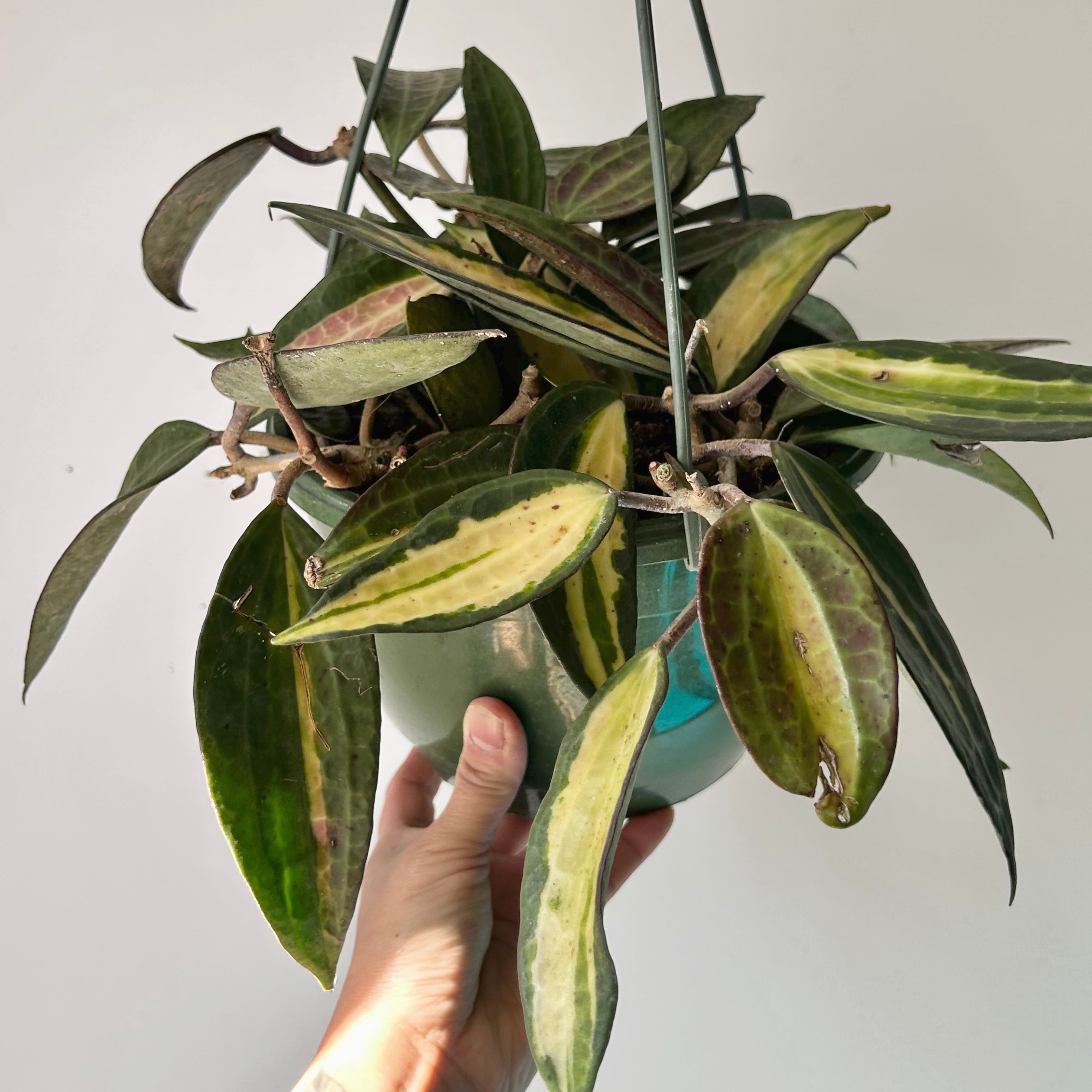 Hoya latifolia “Pot of Gold” 8” hanging basket
