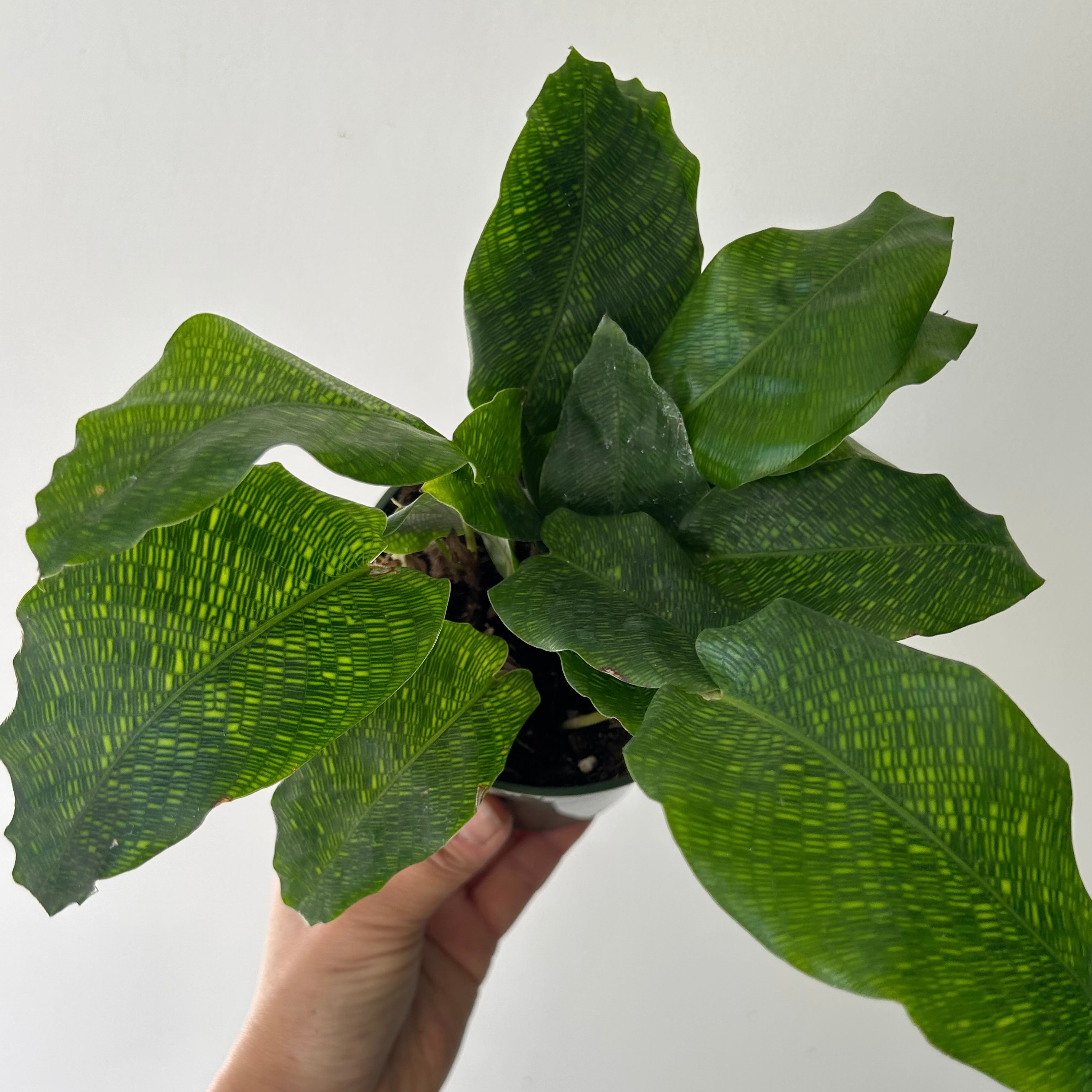 Calathea “Network” 4”pot