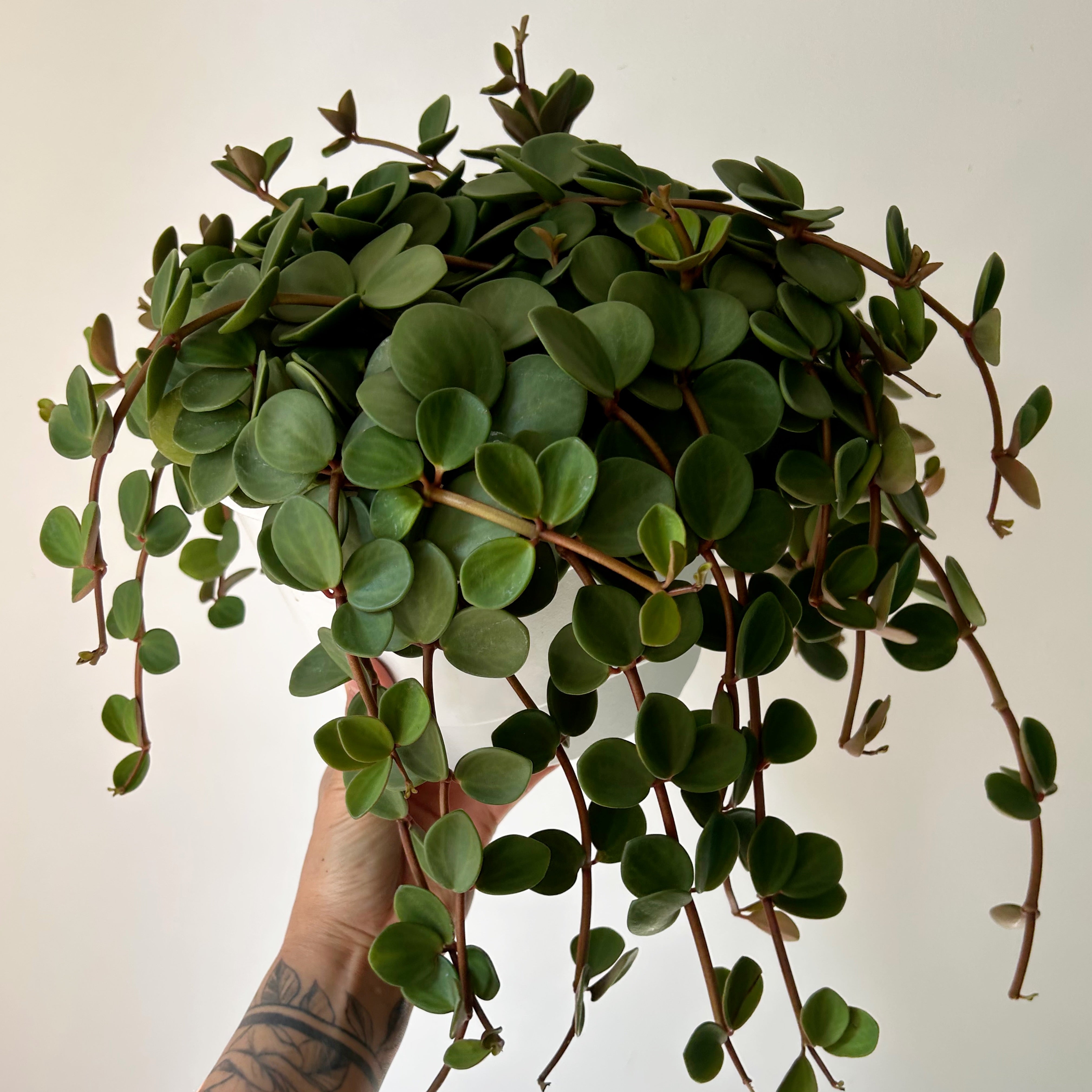 Peperomia "Hope" 8”hanging basket