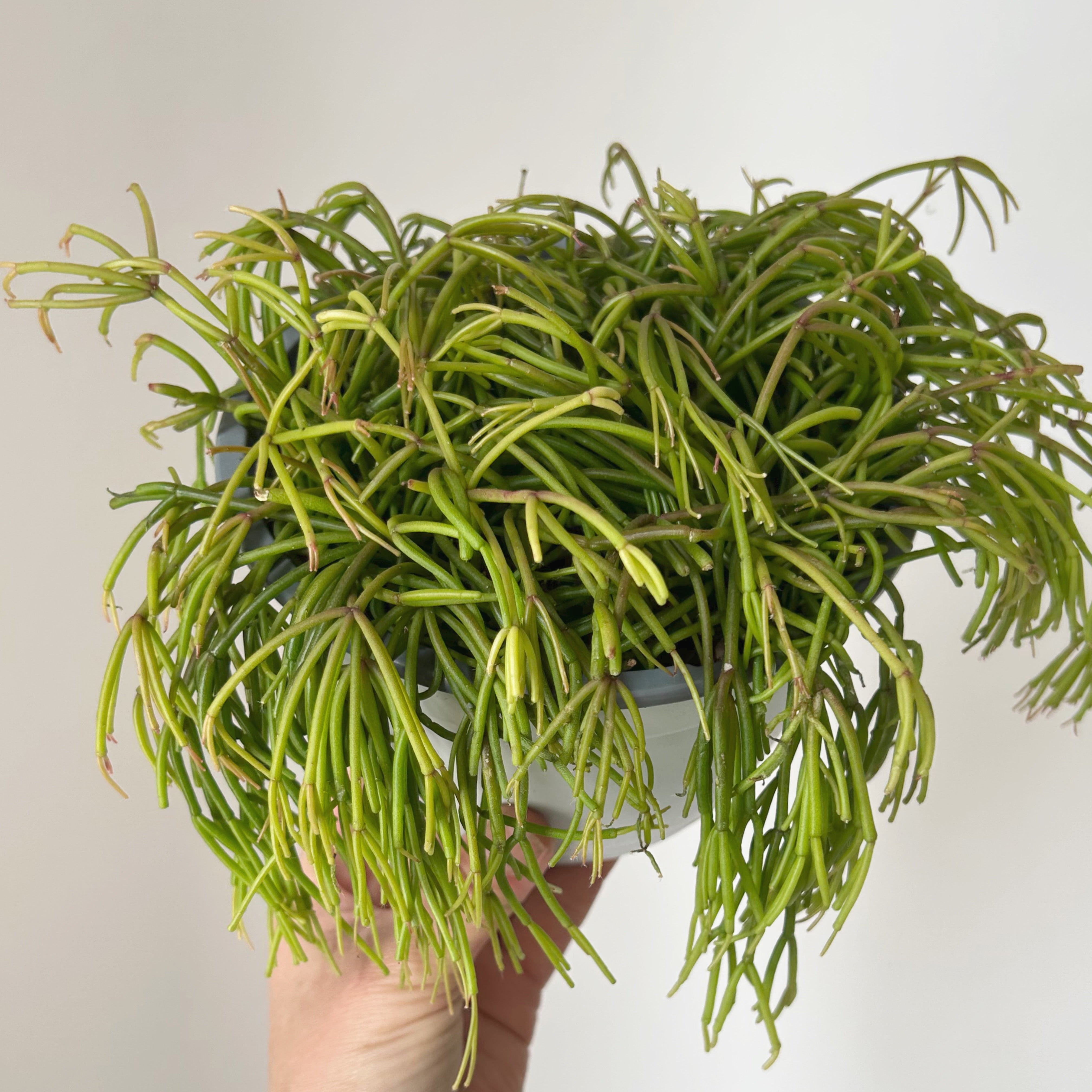 Rhipsalis cassutha 6” hanging basket