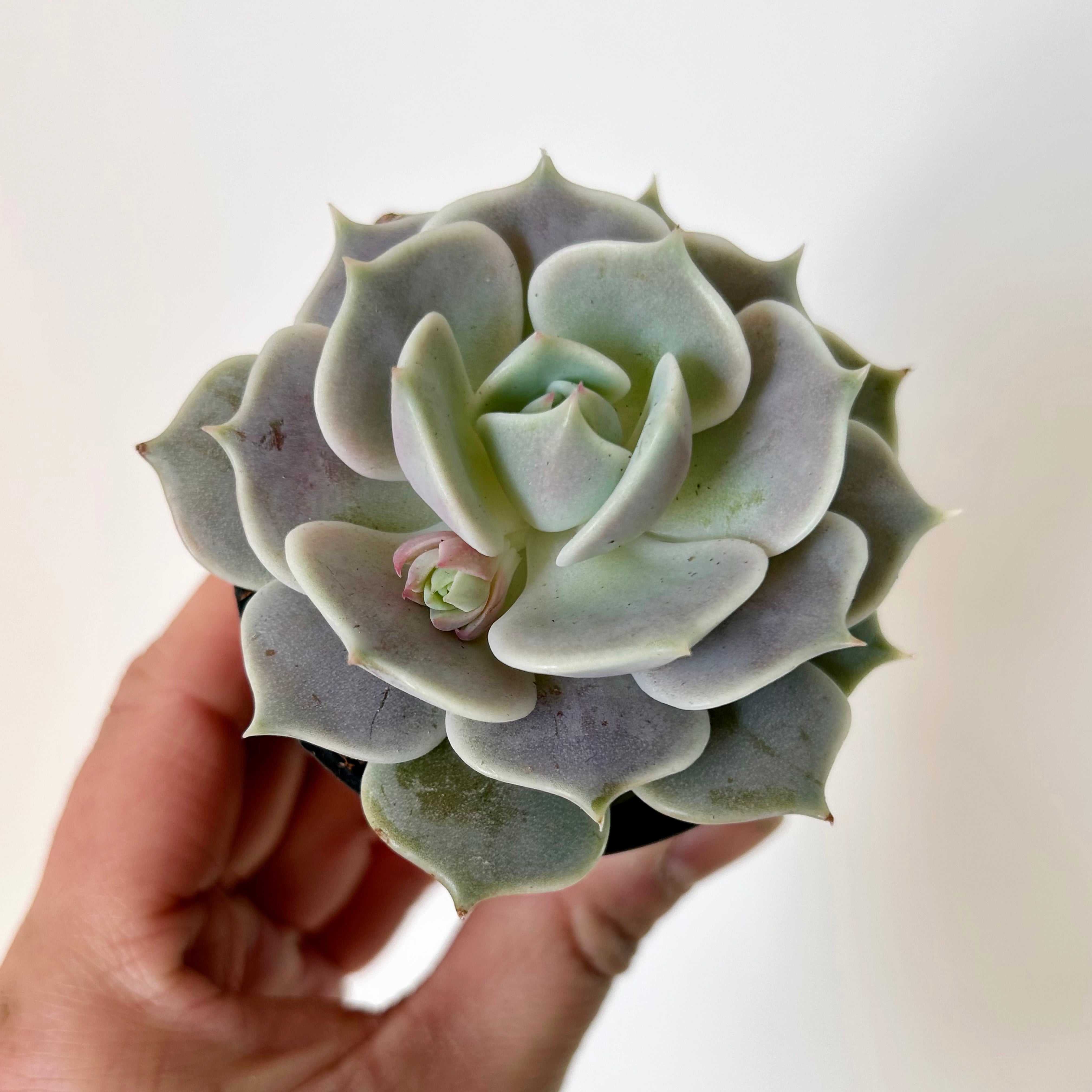 Echeveria elegans "Lola" 2.5" pot