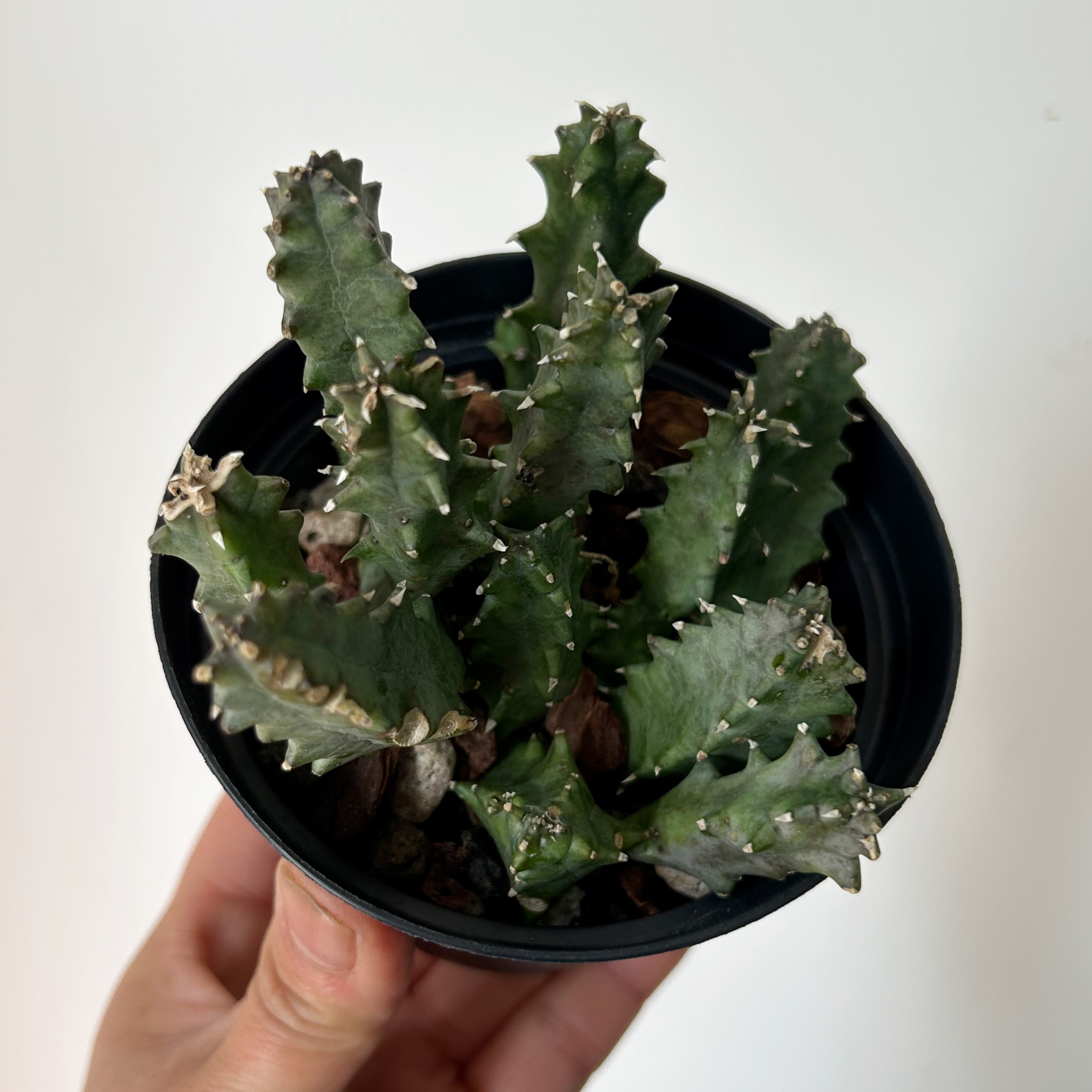 Huernia 3.5” pot