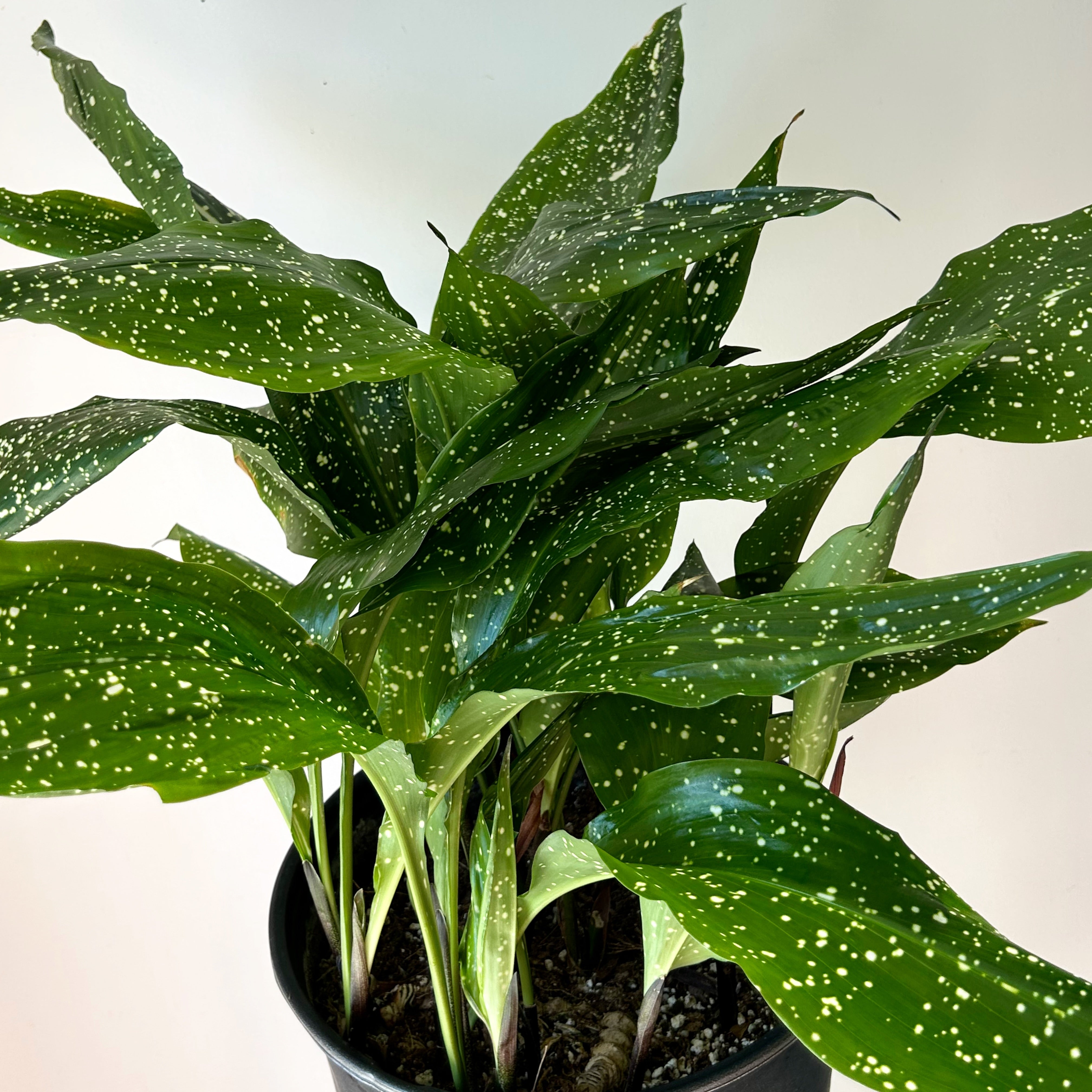 Cast Iron Plant (Aspidistra) “Mary Sizemore” approximately 2.5ft tall in  11”pot