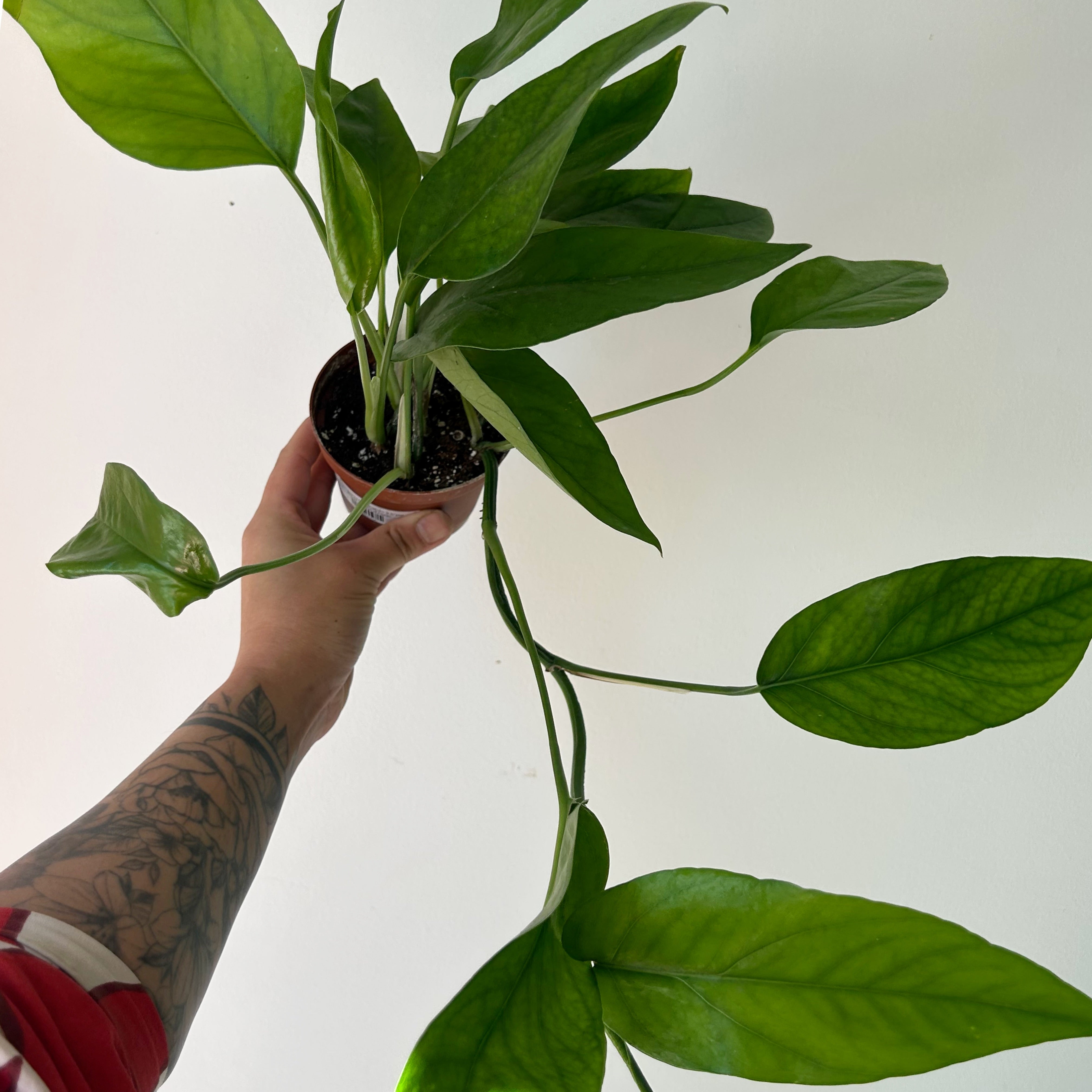 Epipremnum Pinnatum 3.5”pot