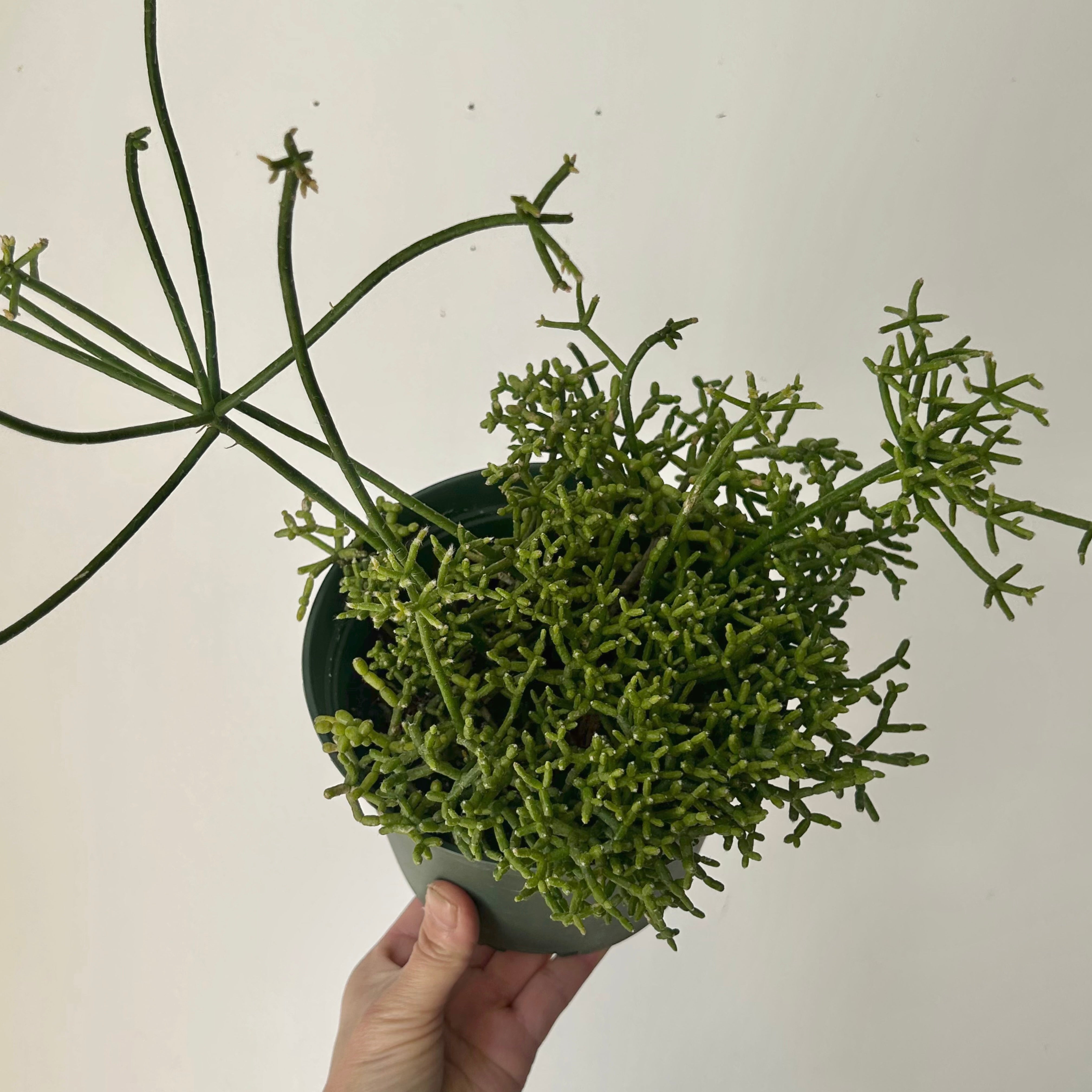 Rhipsalis cereuscula 6” pot