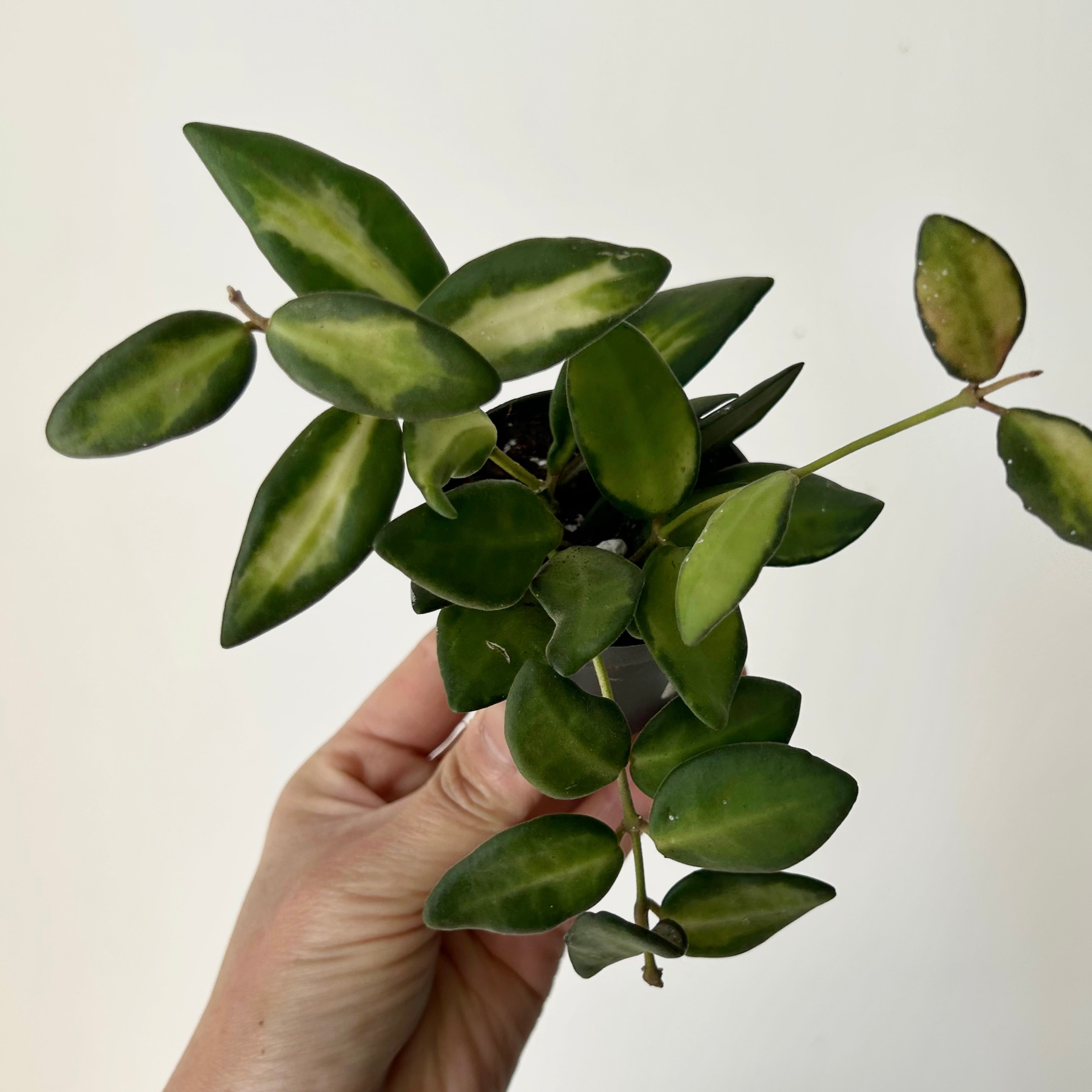 Hoya sp. aff. burtoniae variegated 2.5”pot