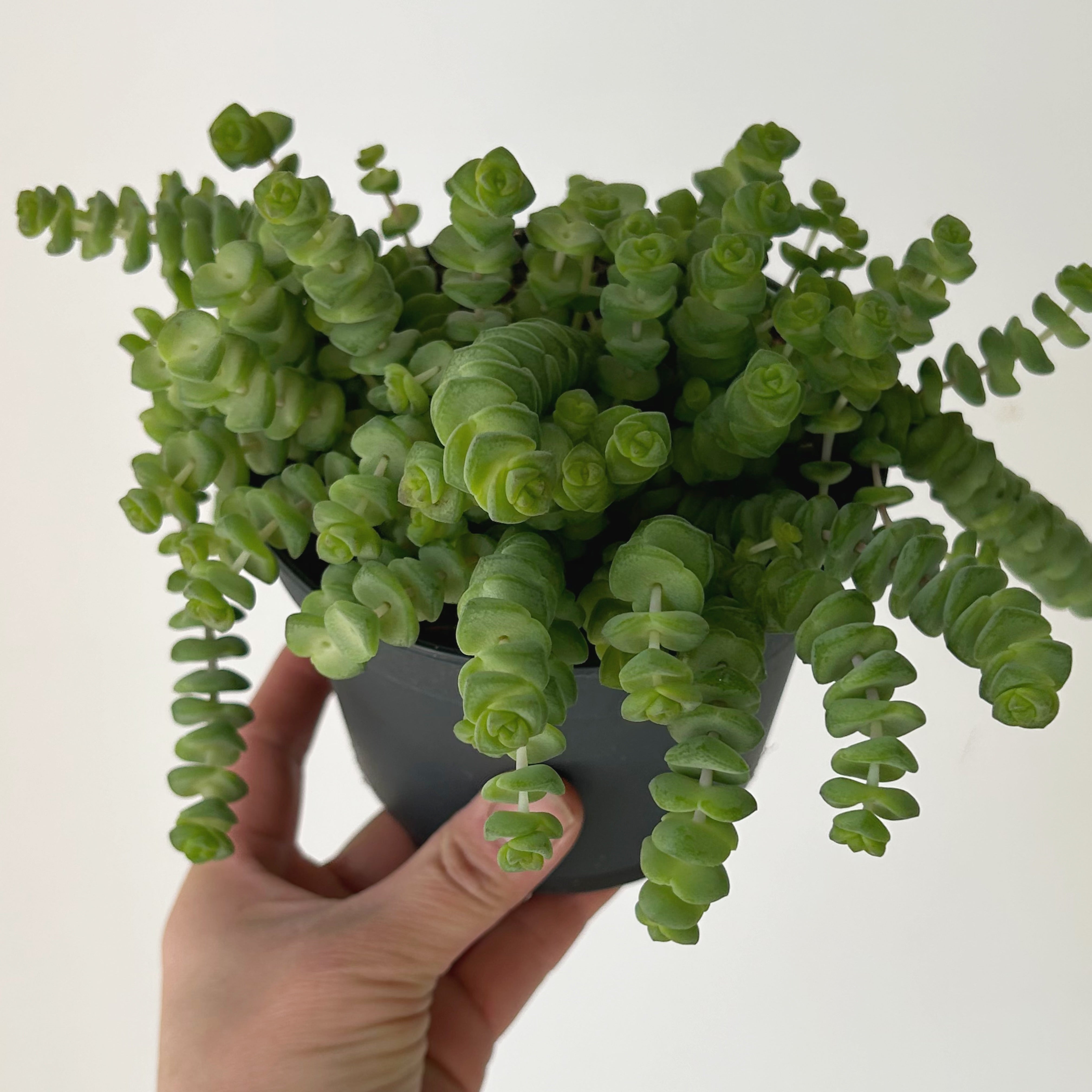 Jade Necklace Succulent (Crassula Marnieriana) 5" pot