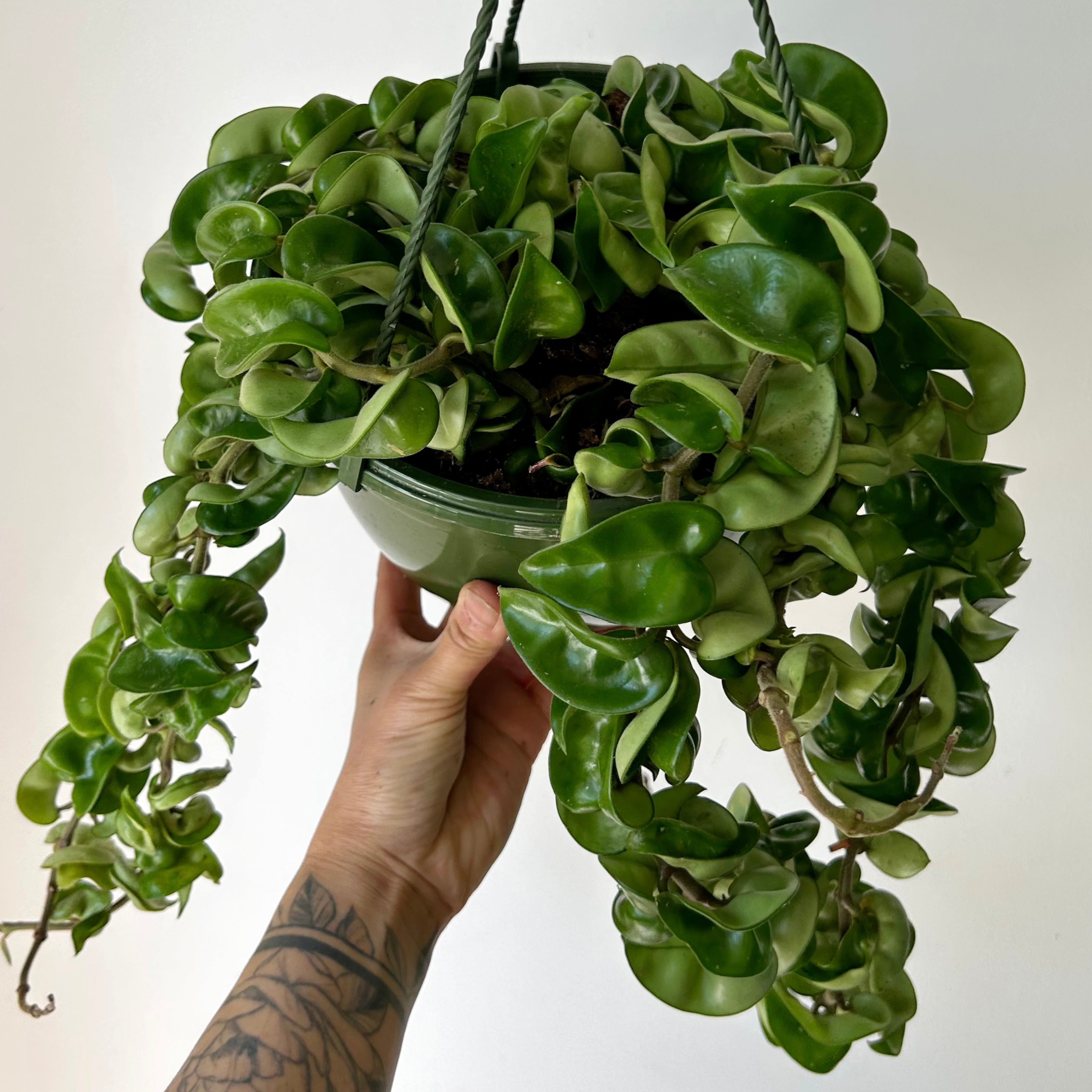 Rope Hoya (Carnosa compacta) 8”hanging basket