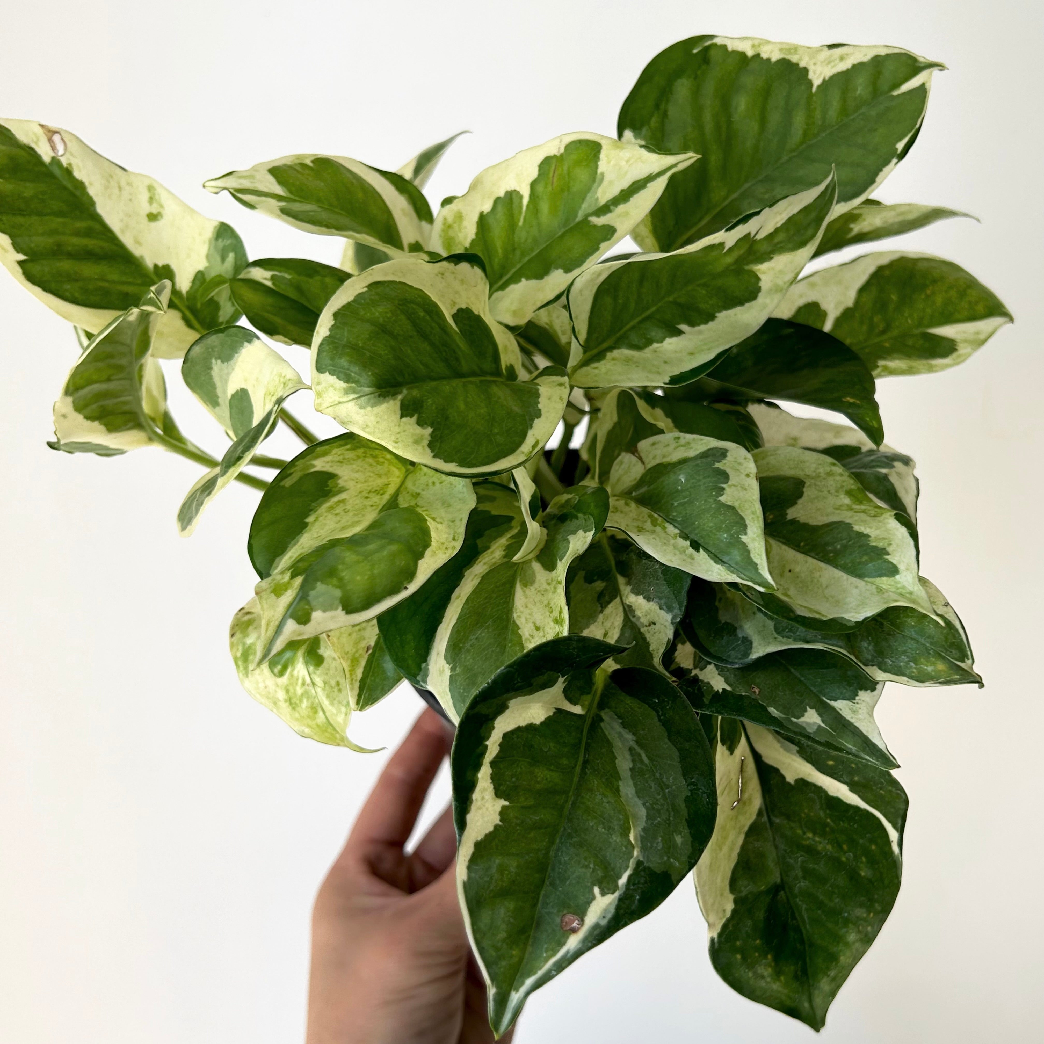 Pothos “Pearl & Jade” 4”pot