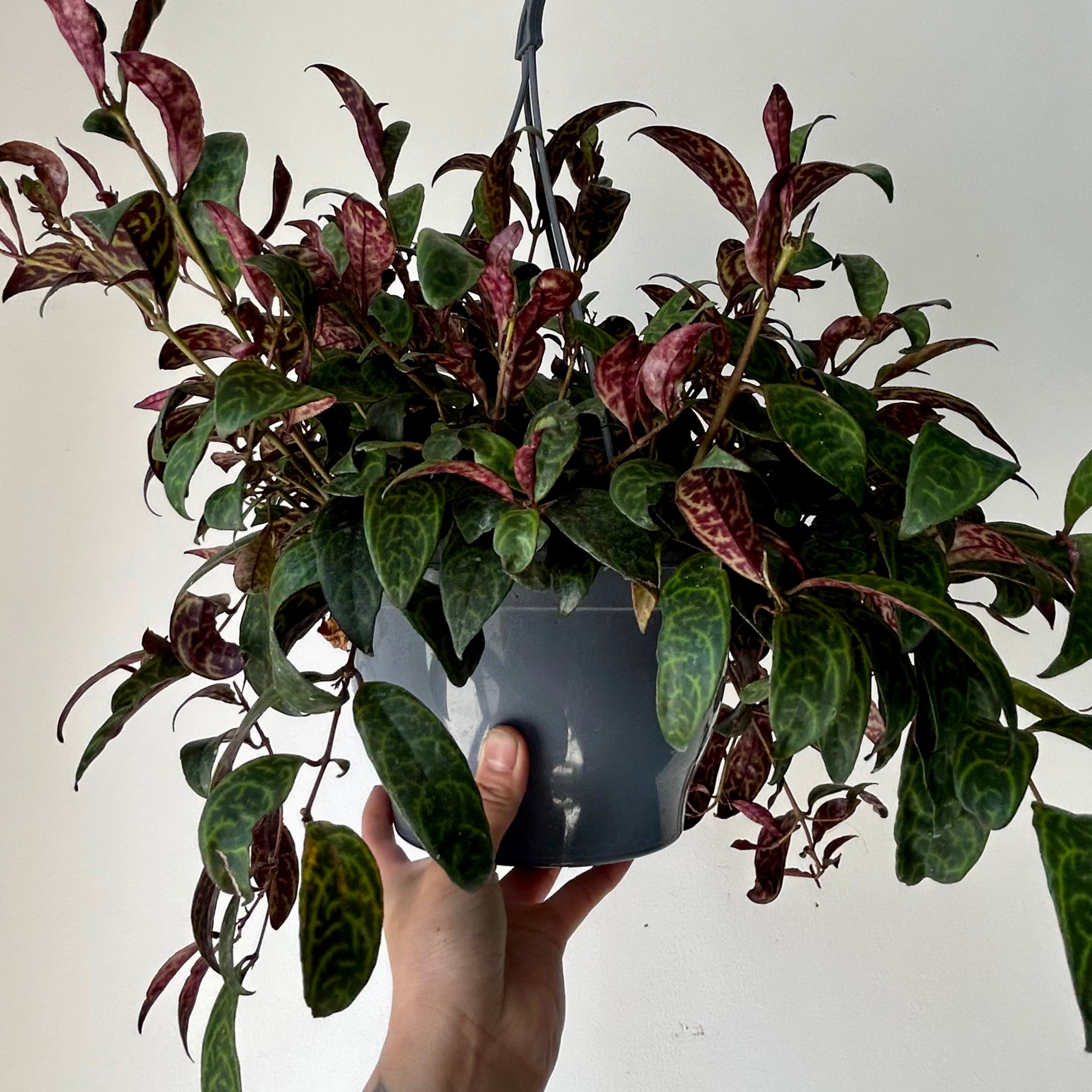 Black Pagoda Lipstick Vine (Aeschynanthus Longicaulis) 8" hanging basket