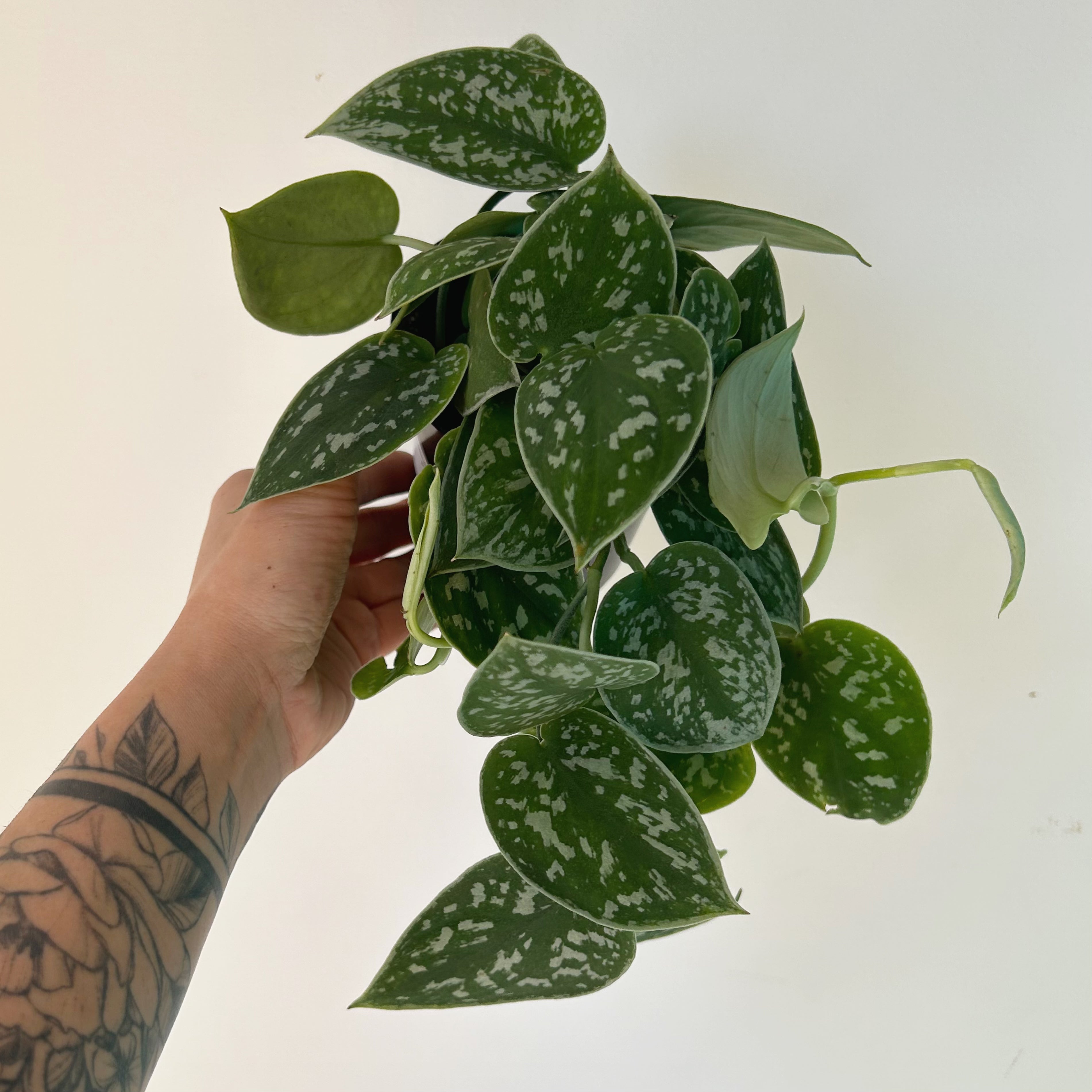 Scindapsus Pictus Argyraeus 4” pot