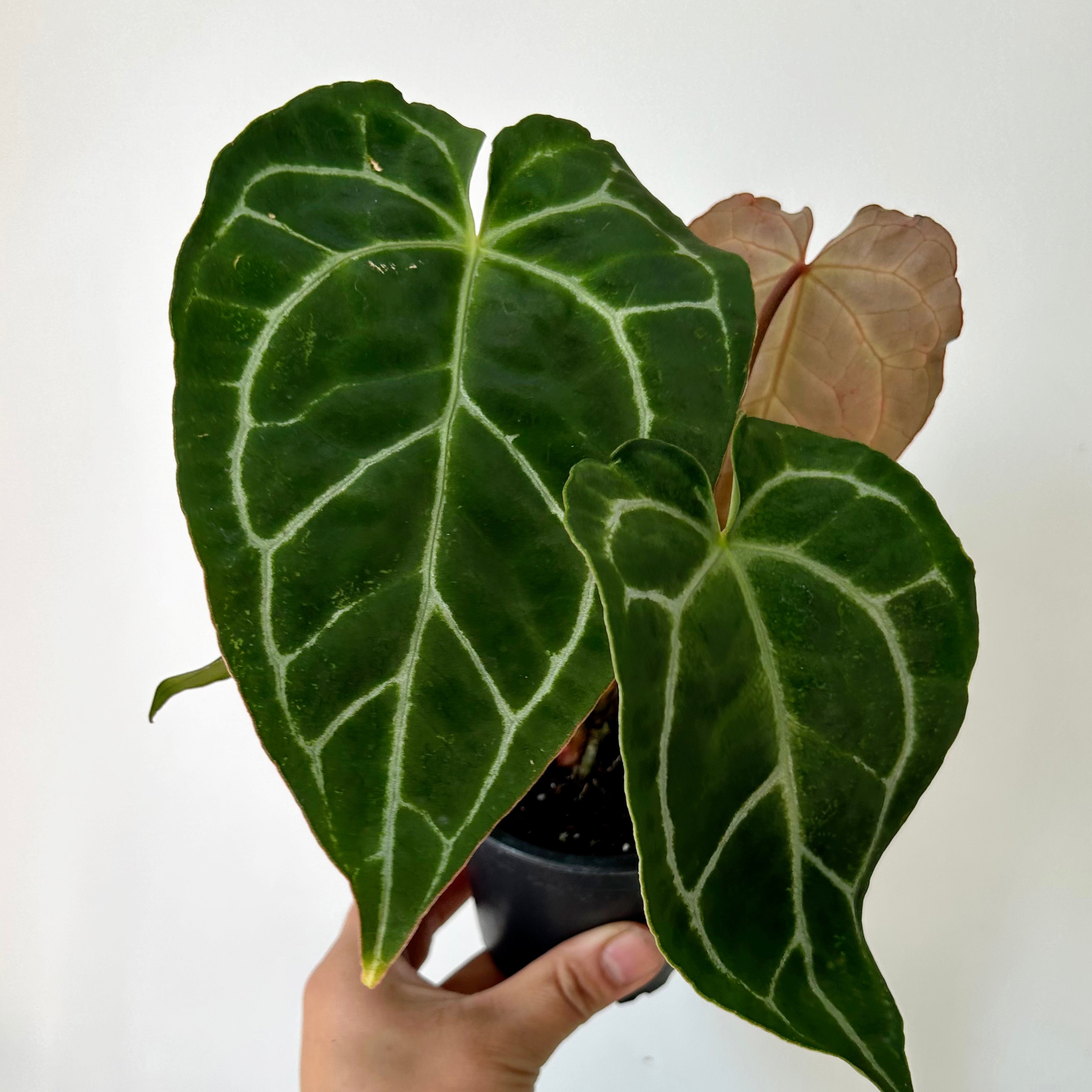 Anthurium crystallinum 4”pot