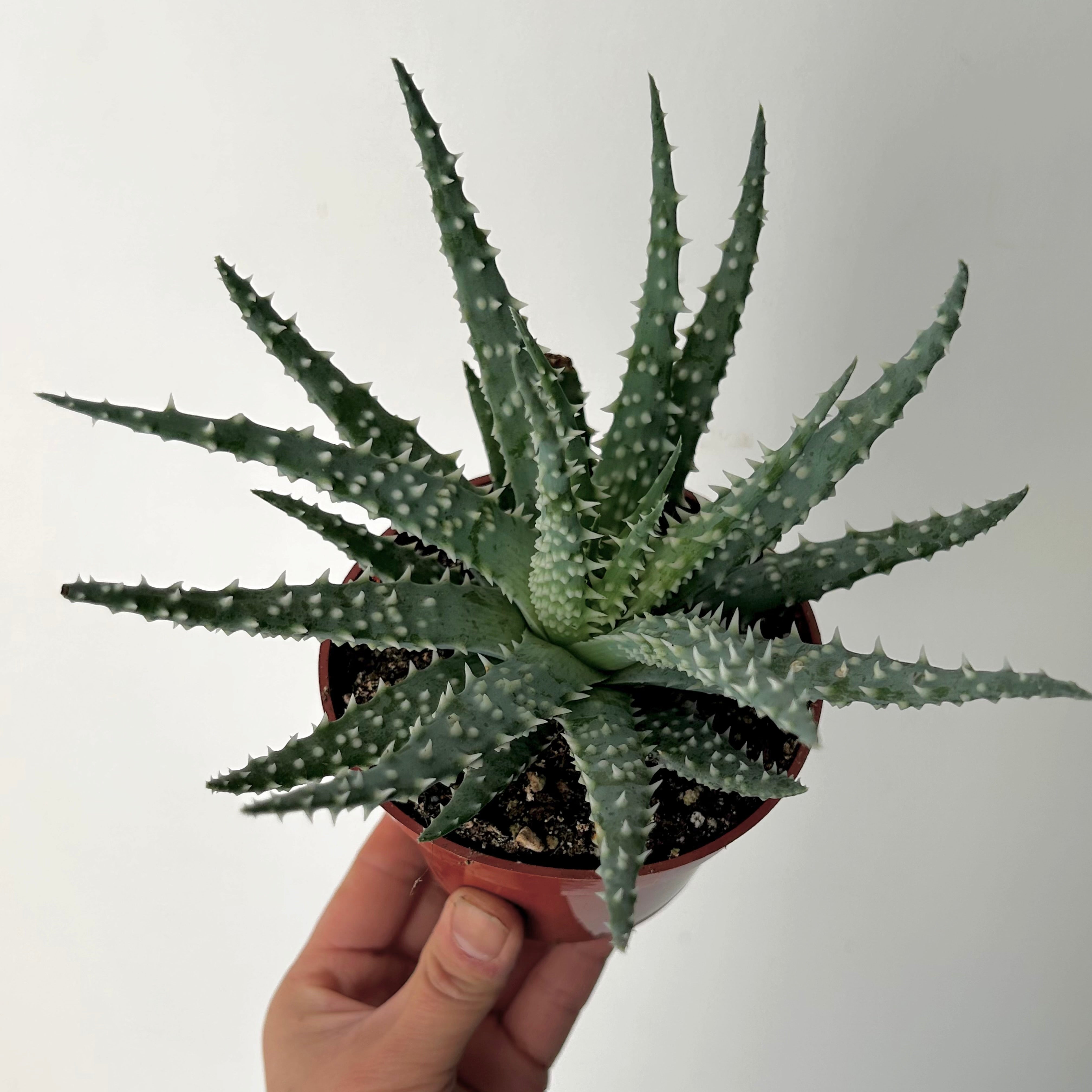 Spider Aloe (Humilis) 4”pot
