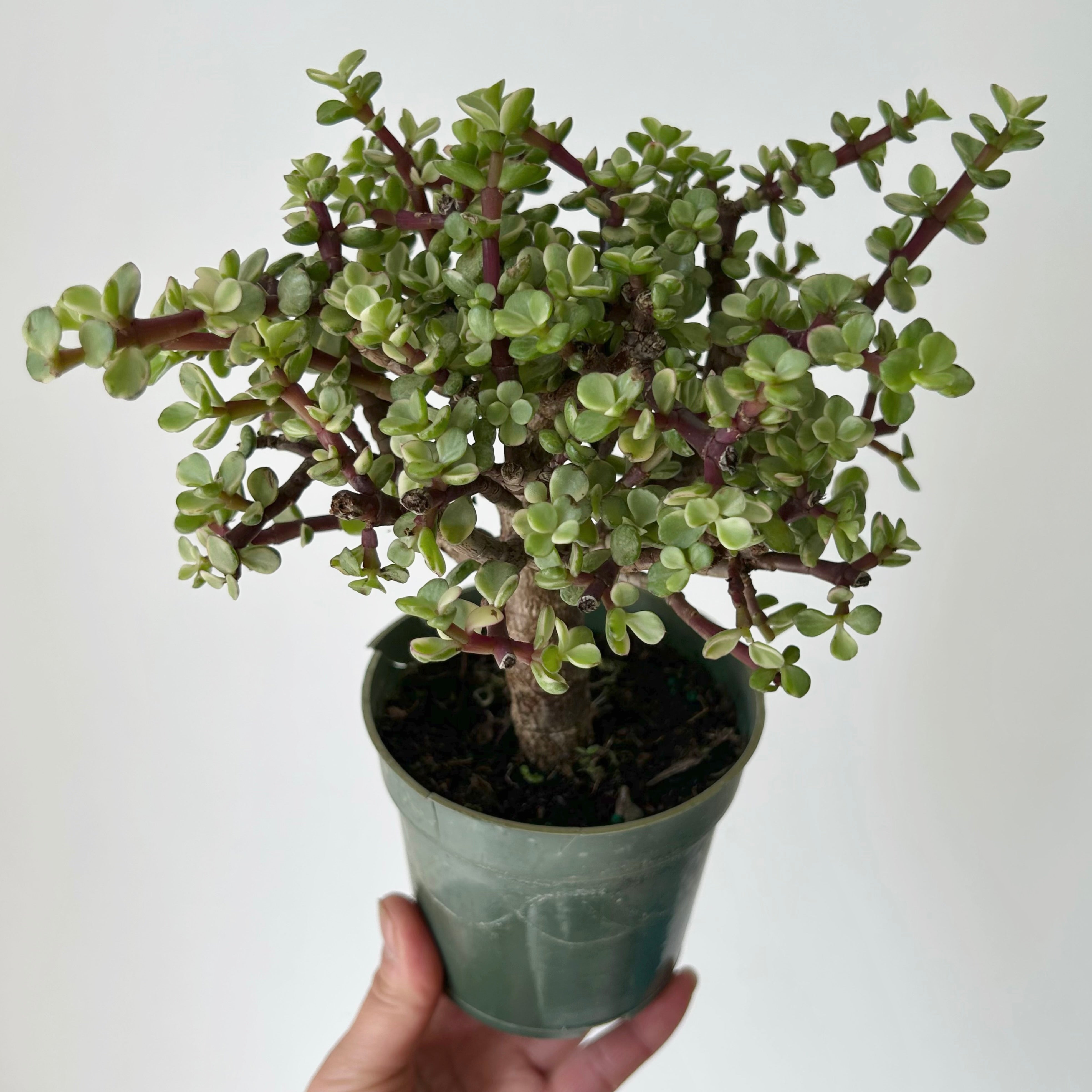 Variegated Elephant Jade PREFINISHED Bonsai Tree  (Portulacaria Afra) 4"pot