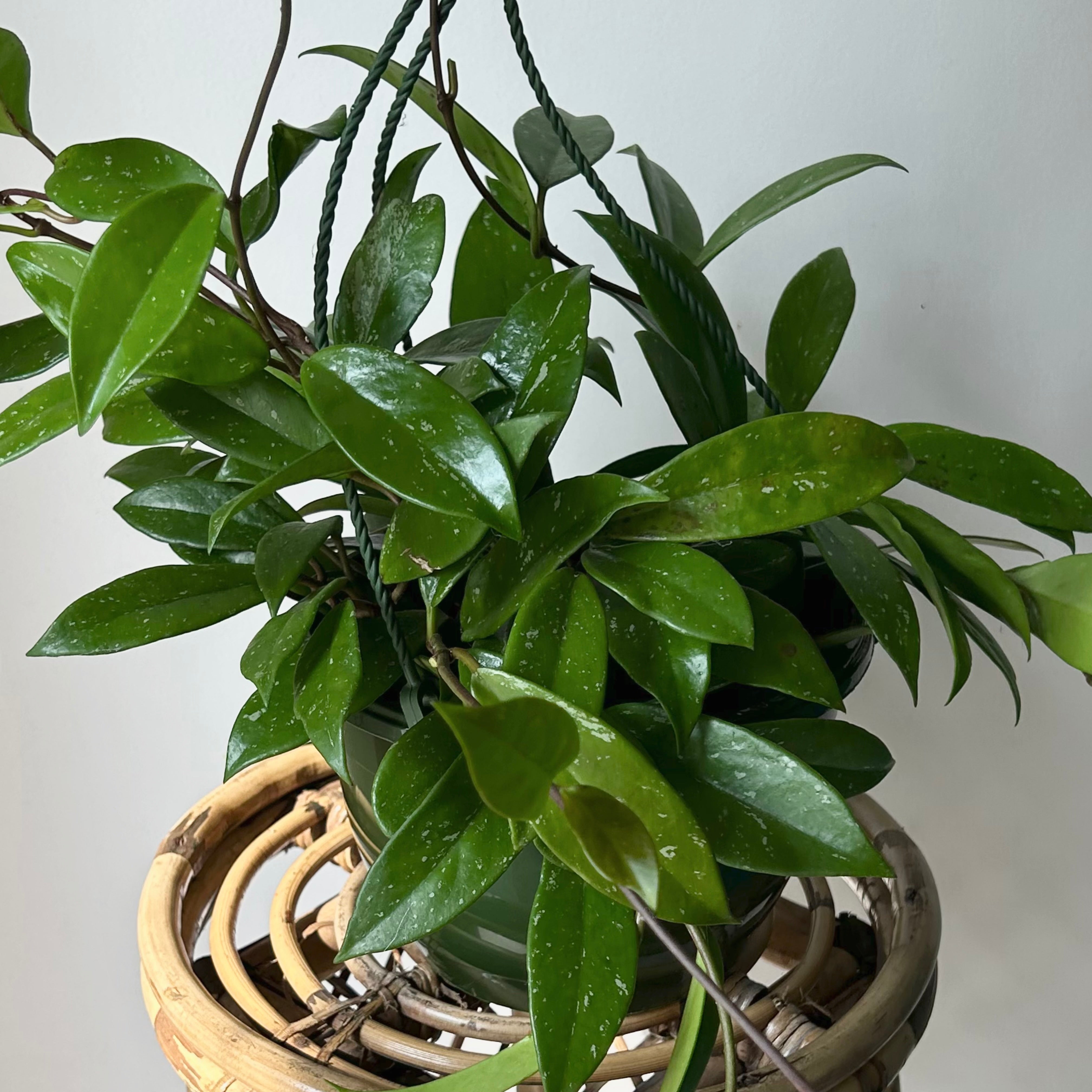 Hoya pubicalyx 8”hanging basket