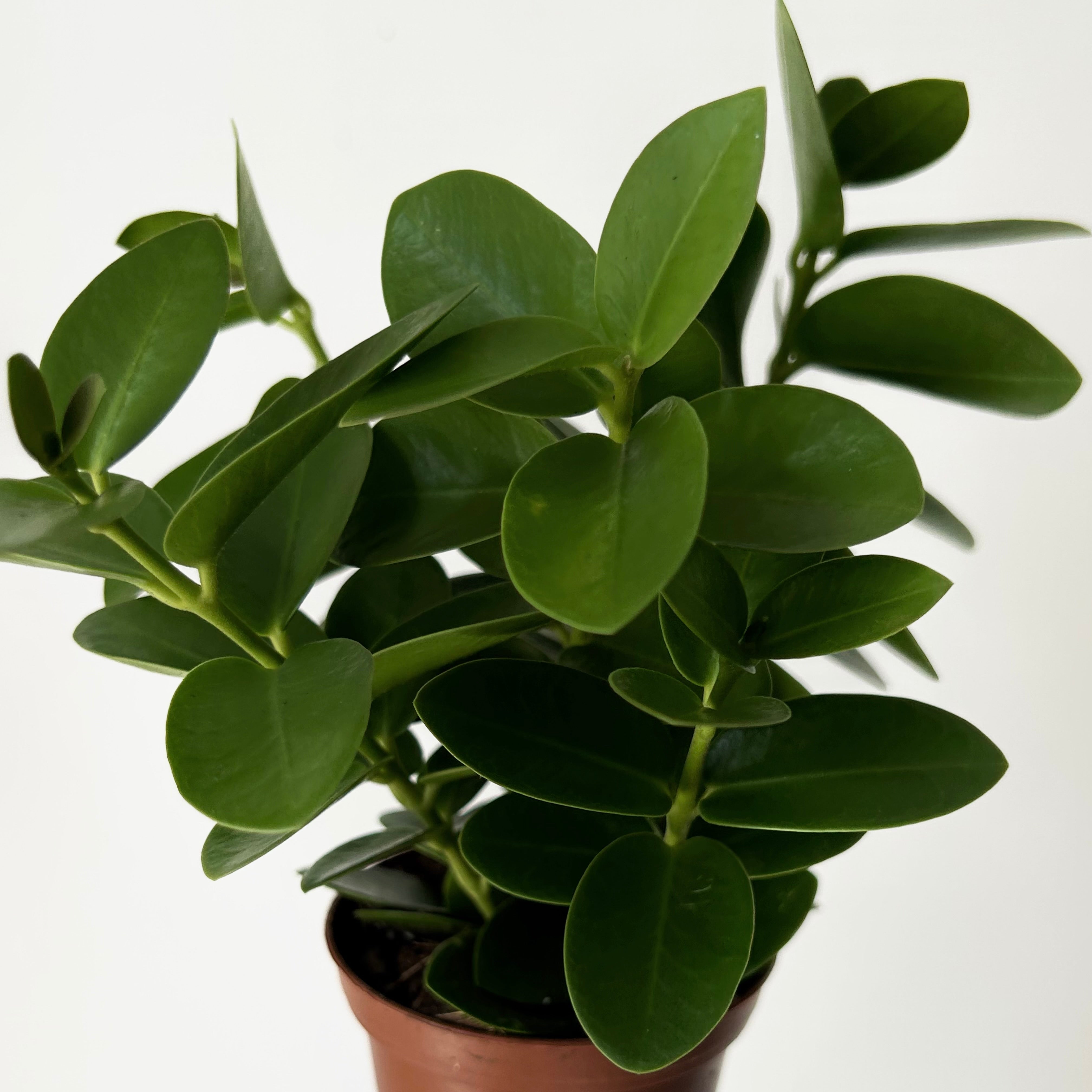 Hoya cumingiana 3.5”pot