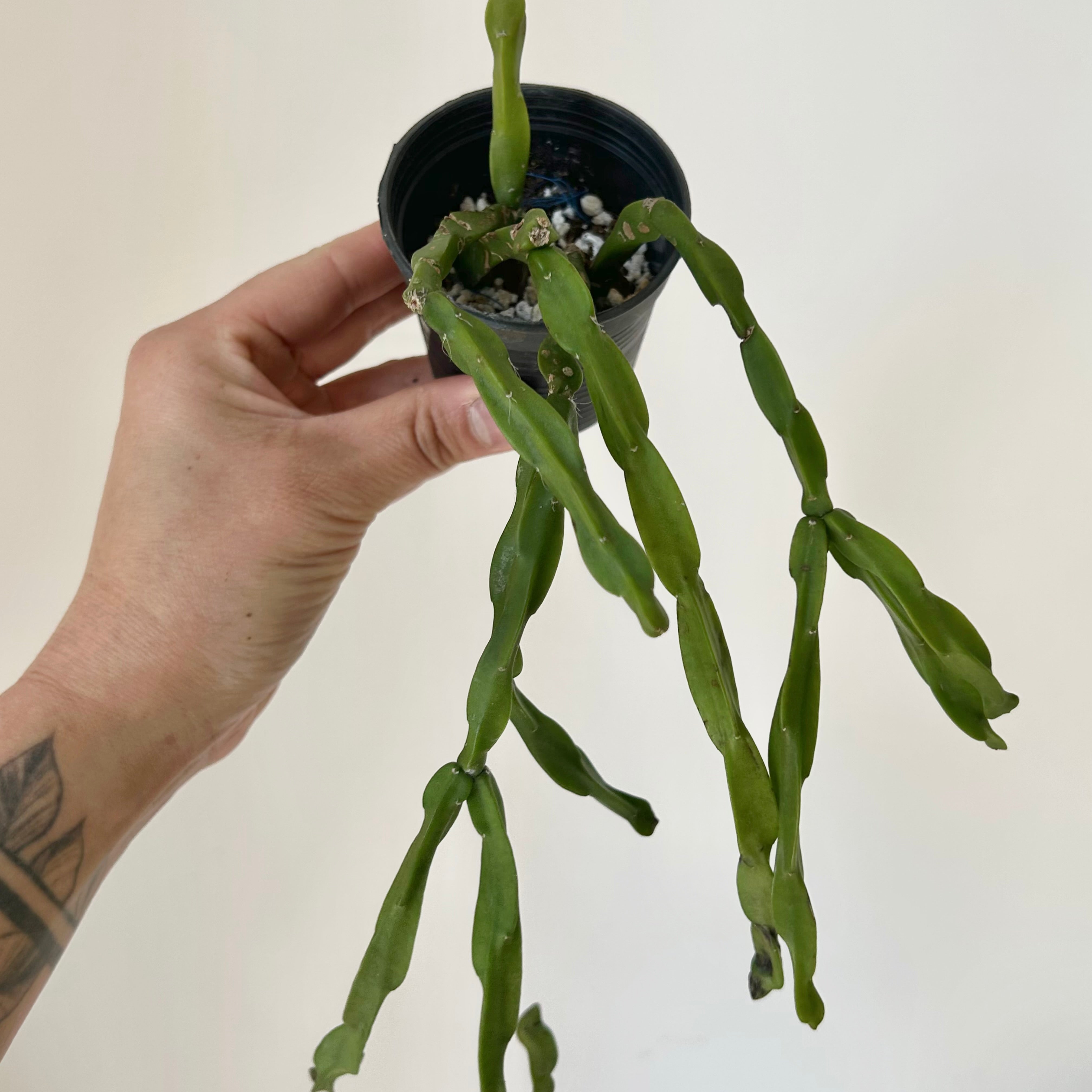 Rhipsalis Paradoxa 2.5”pot